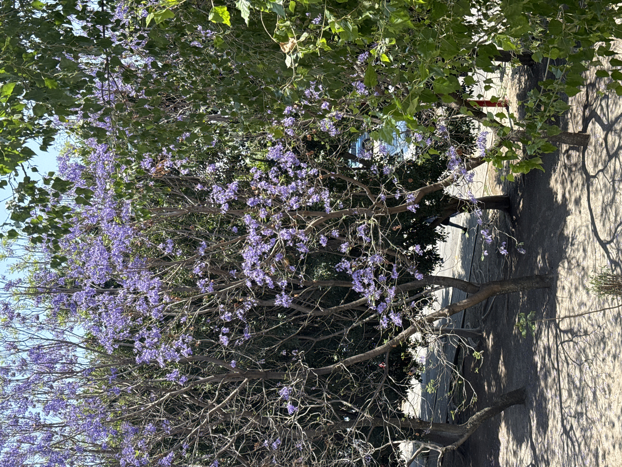 Spring blooms and daily life captured in Tlaxcalancingo