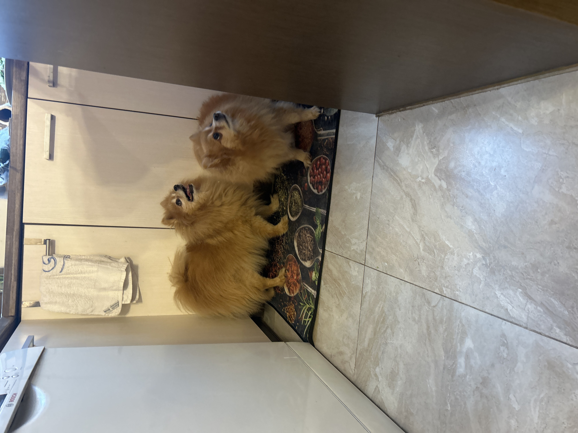 Pomeranian dogs photographed in Sofia homes