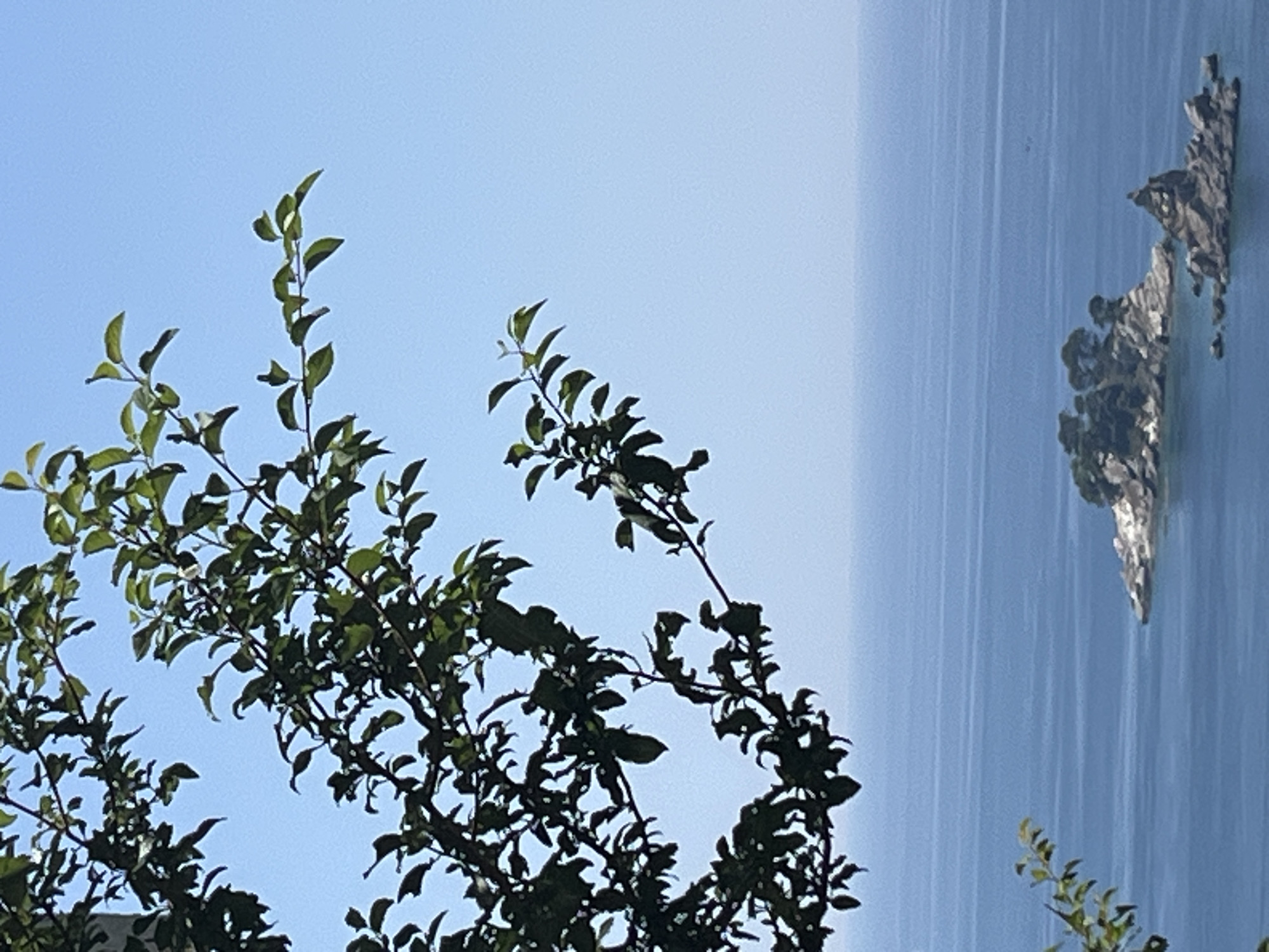 Calm coastal view through tree branches, Stupovi, Montenegro