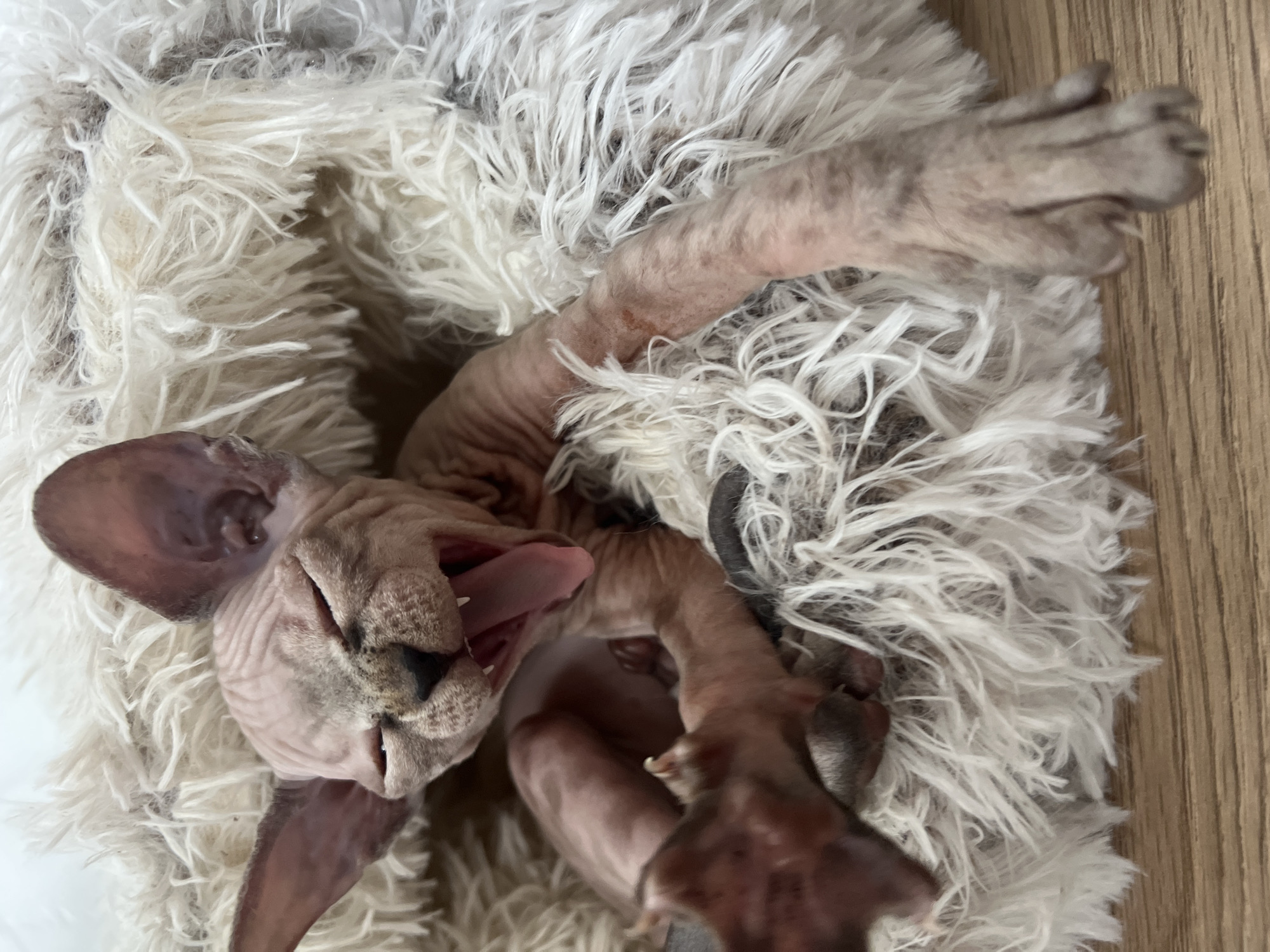 Hairless cat relaxes upside down on fluffy rug