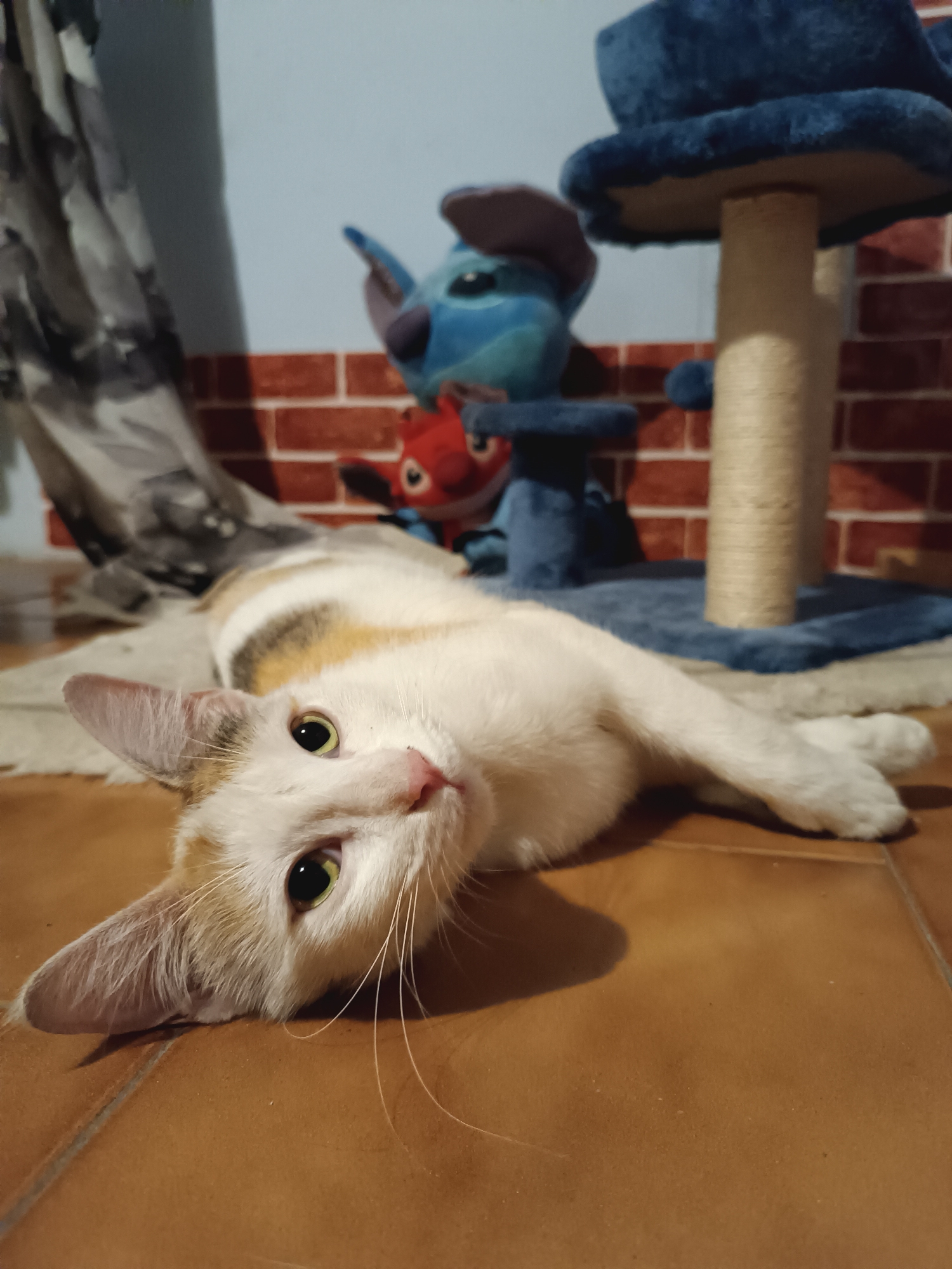 Evening photography session captures cat, art, nighttime Viadana scenes