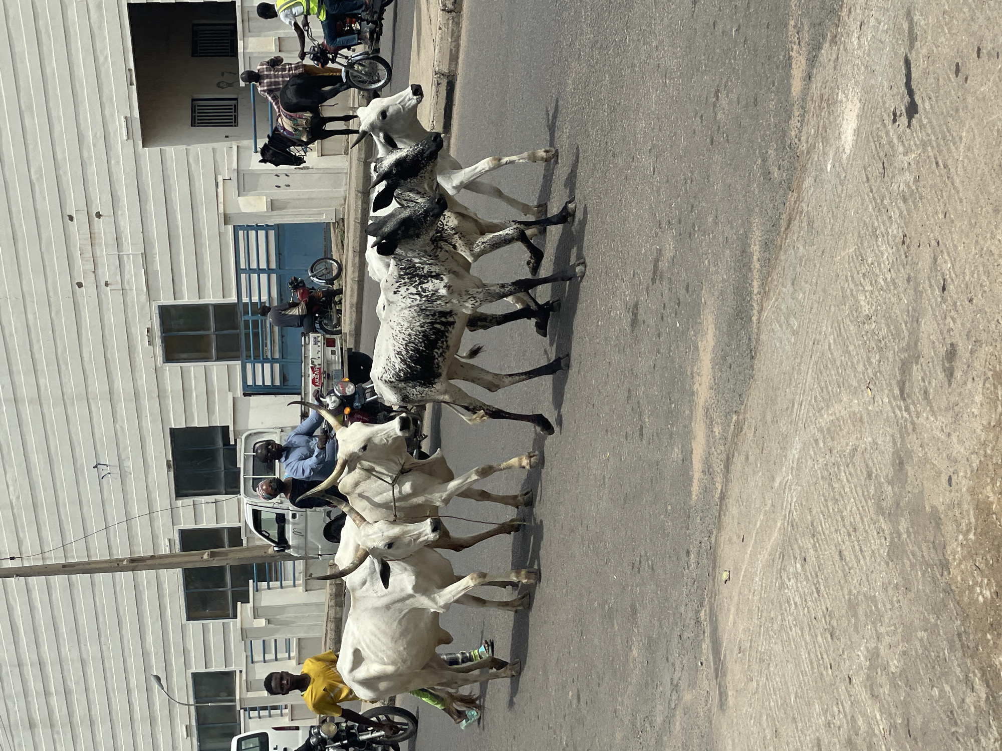 Livestock movement and commerce observed across northern Nigerian towns