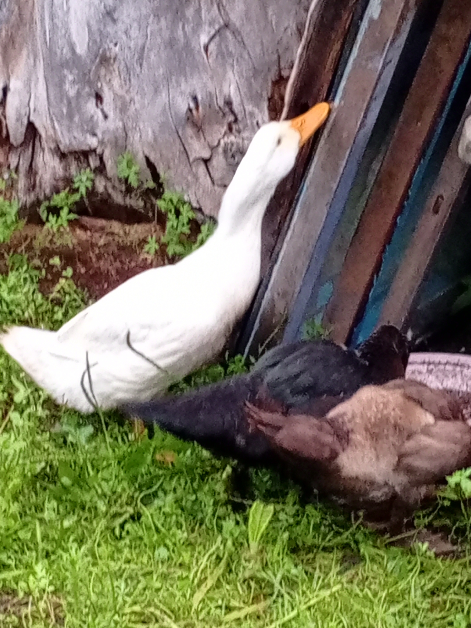 Backyard ducks and a goose in a muddy rural setting