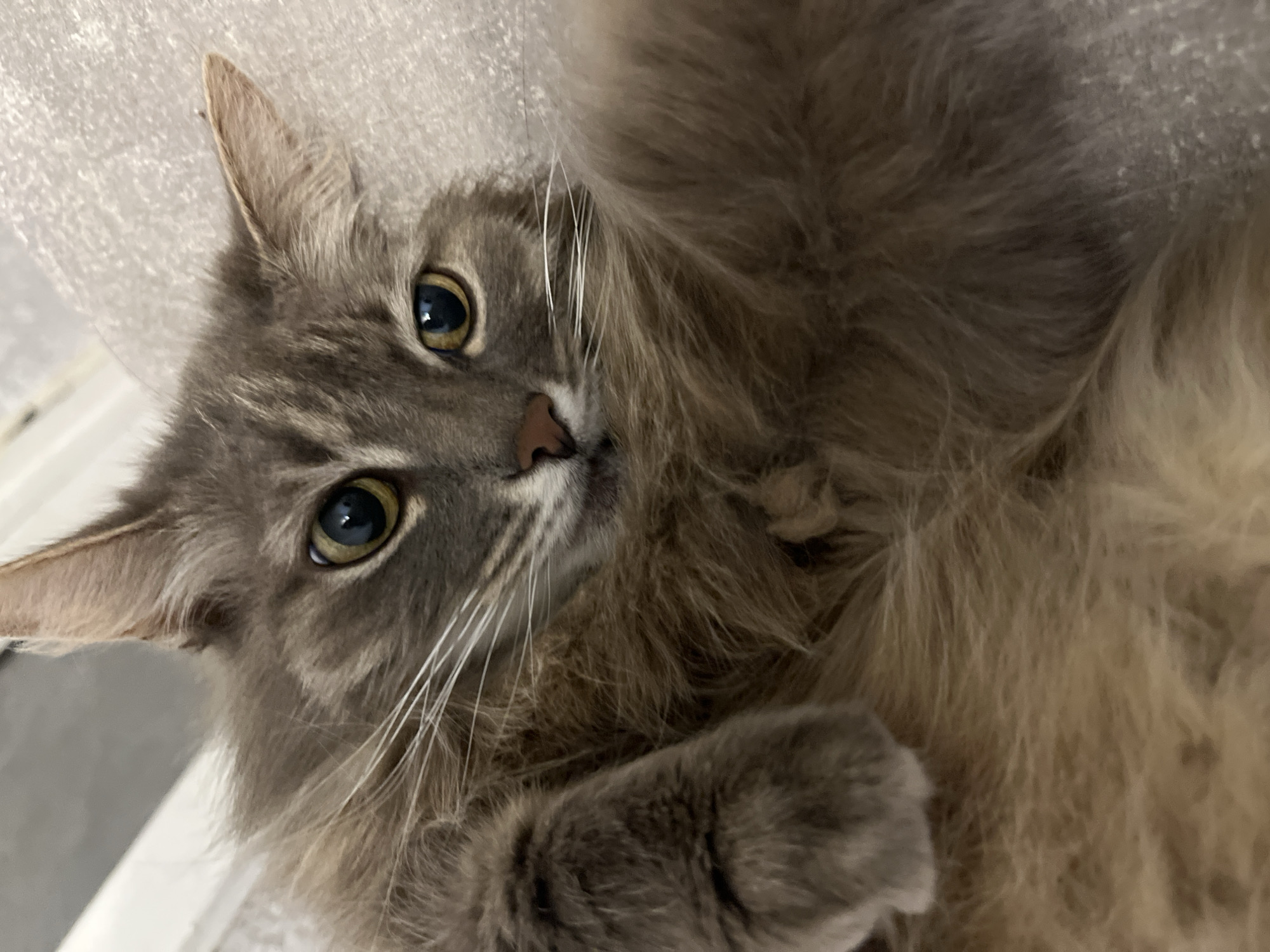 Fluffy tabby cat photographed indoors in Раздолье, Russia