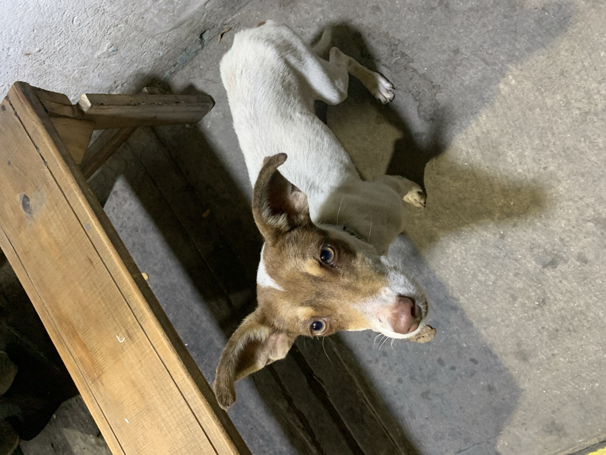 Late-night animal feeding documented in Venezuelan coastal town