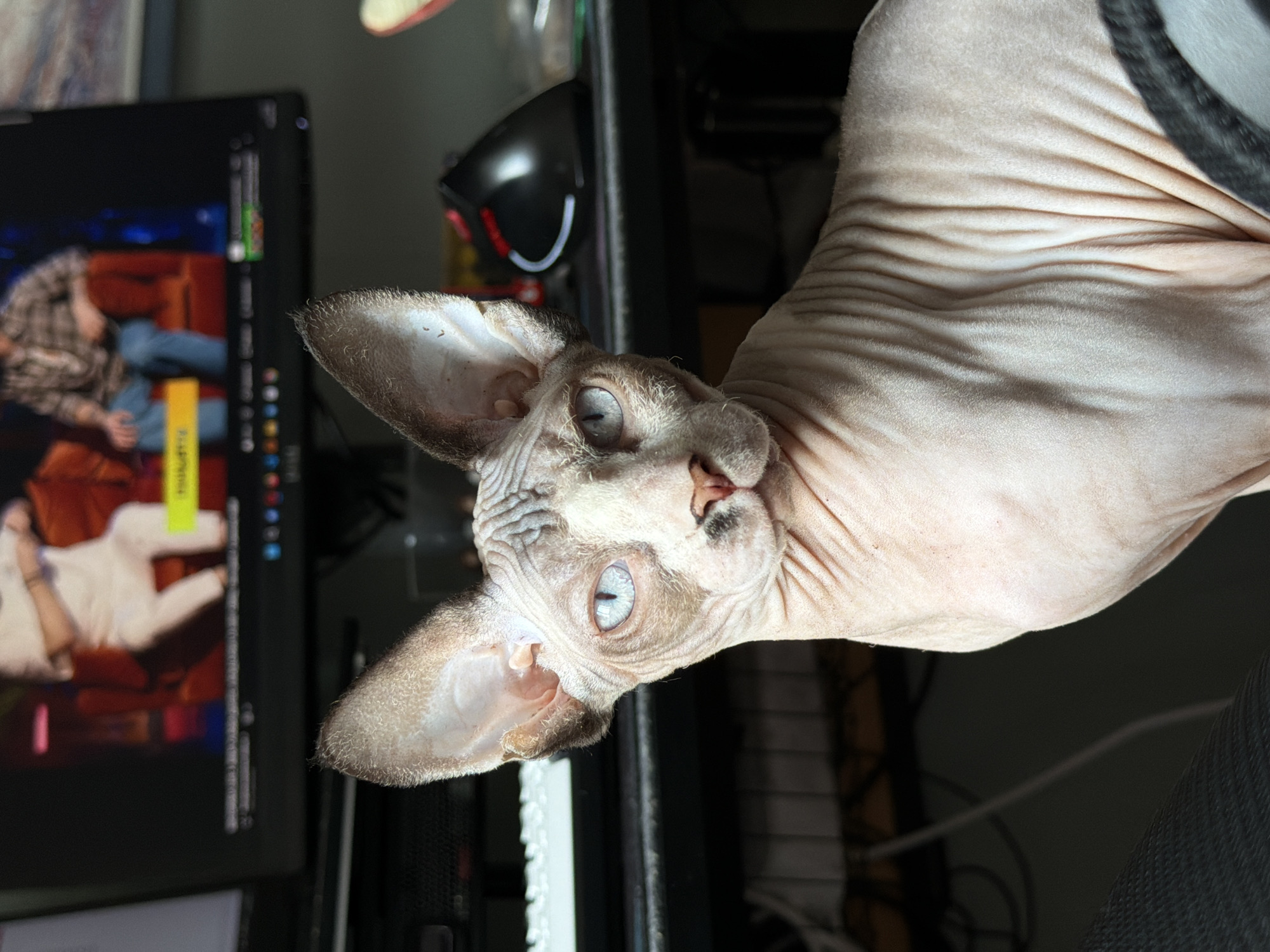 Blue-eyed Sphynx cat documented in multiple indoor locations