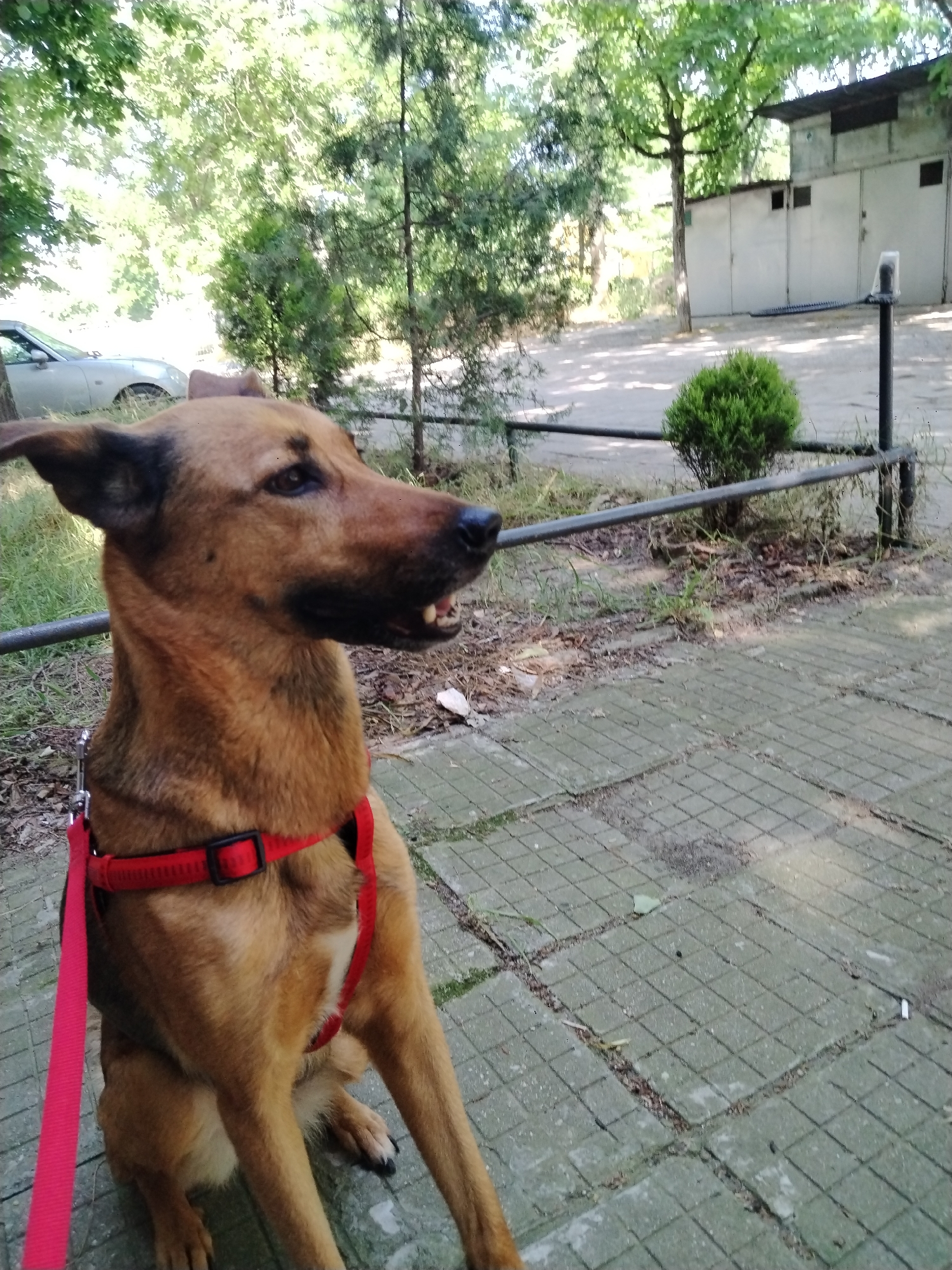 Morning selfies and dog spotted in Plovdiv, Bulgaria