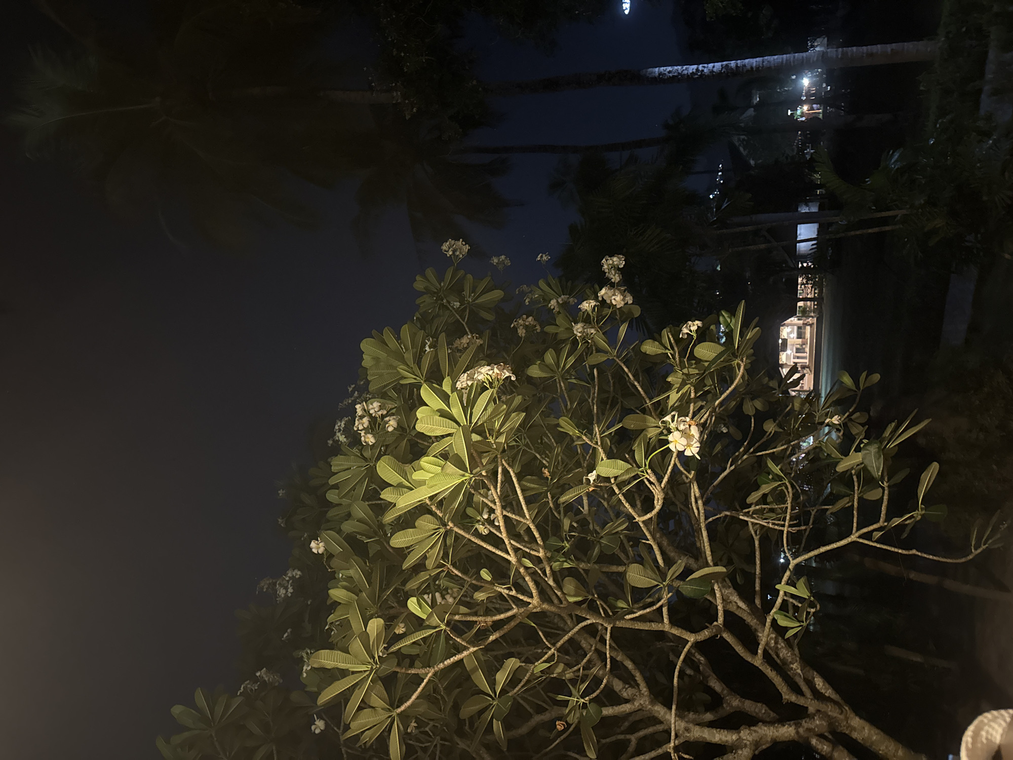 Nighttime plumeria blossoms illuminate Patong, Thailand scene