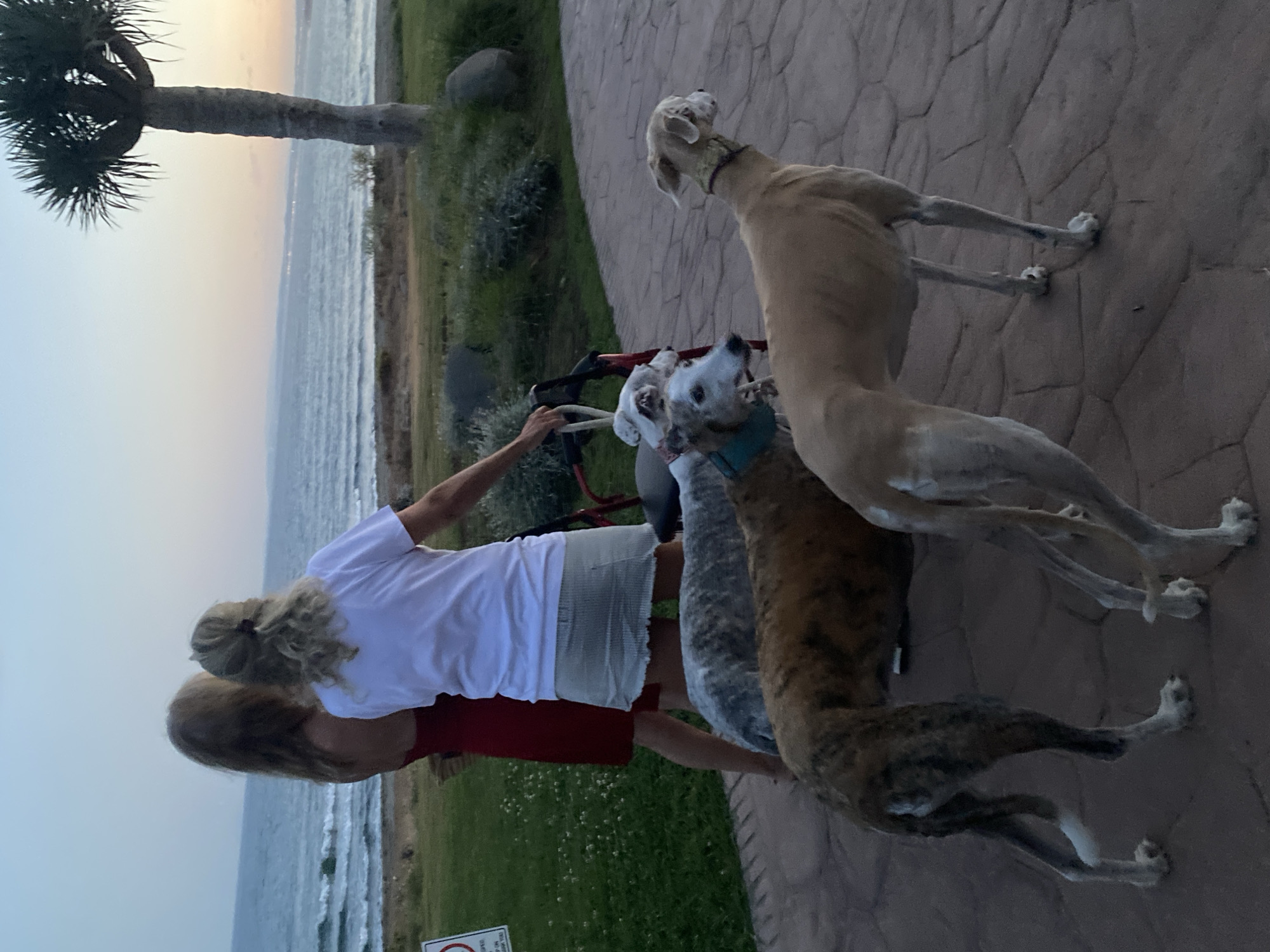 Dusk along Estepona's seafront: greyhounds, candles, and coastal strolls