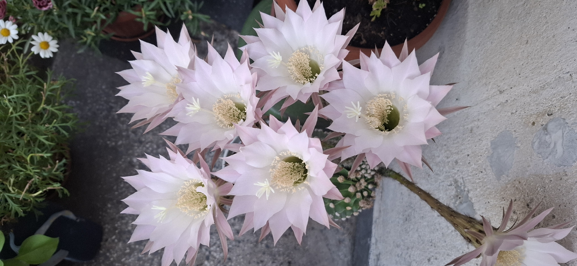 Pale pink cactus flowers blooming on a Sofia concrete surface