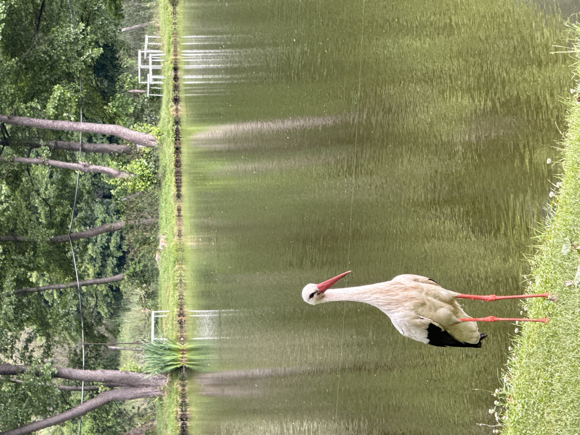 Wildlife and leisure observed at Bulgarian lake park
