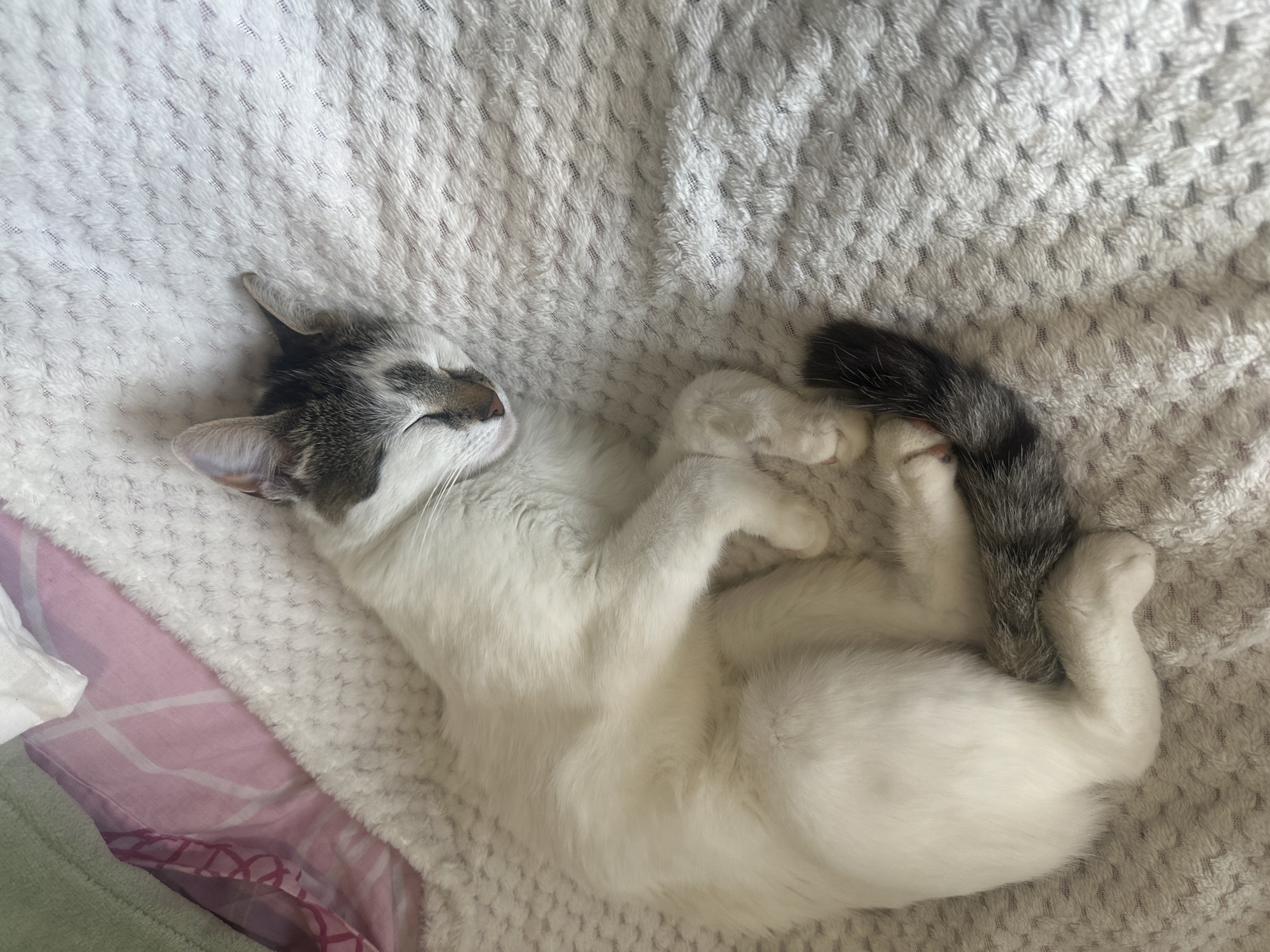 Kitten's afternoon nap documented in Konstantinovo, Bulgaria home