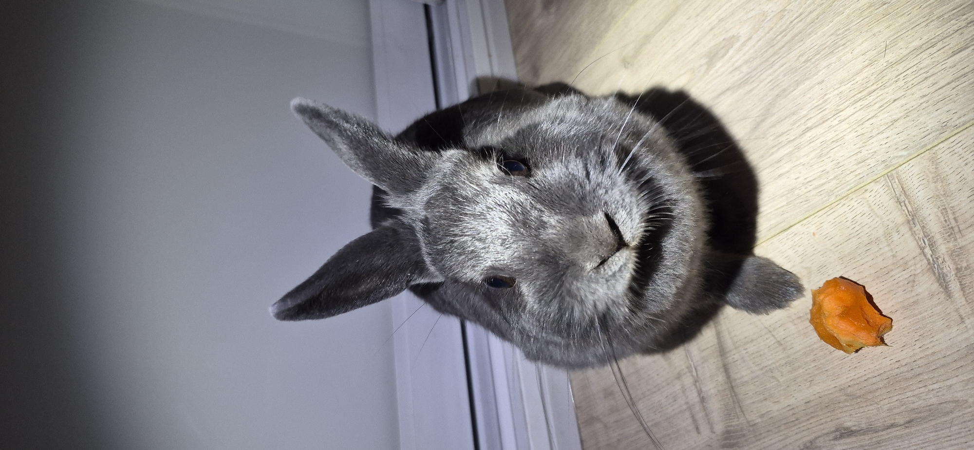 Gray rabbit at home in Ussurijsk, multiple close-up angles