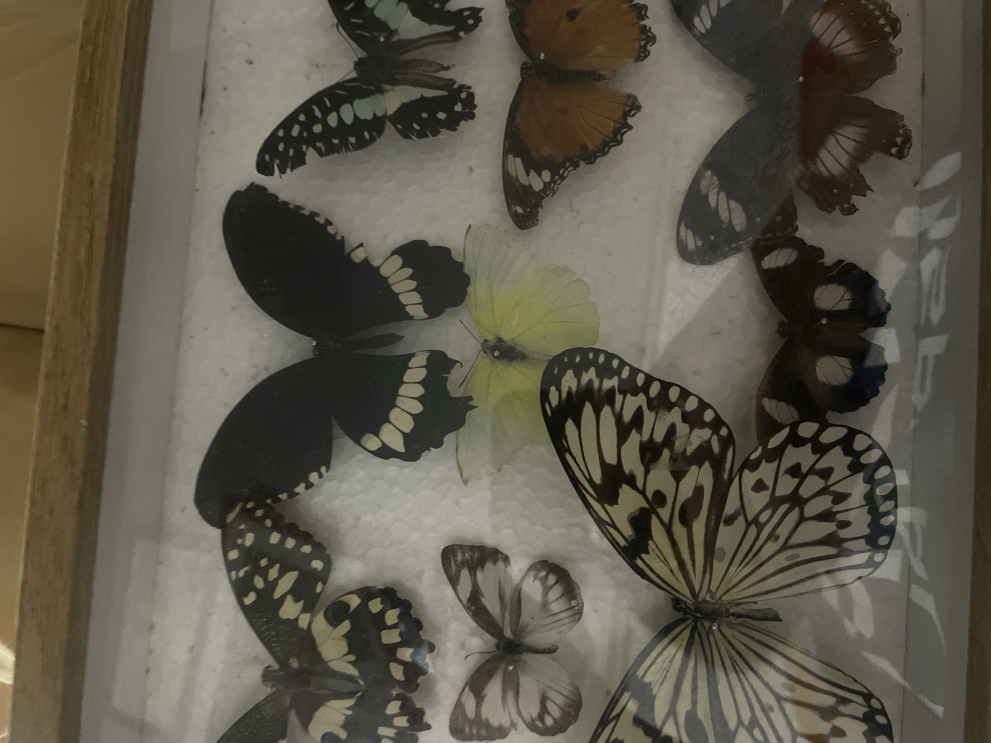 Personal Collection Display Documented in Davao City Home