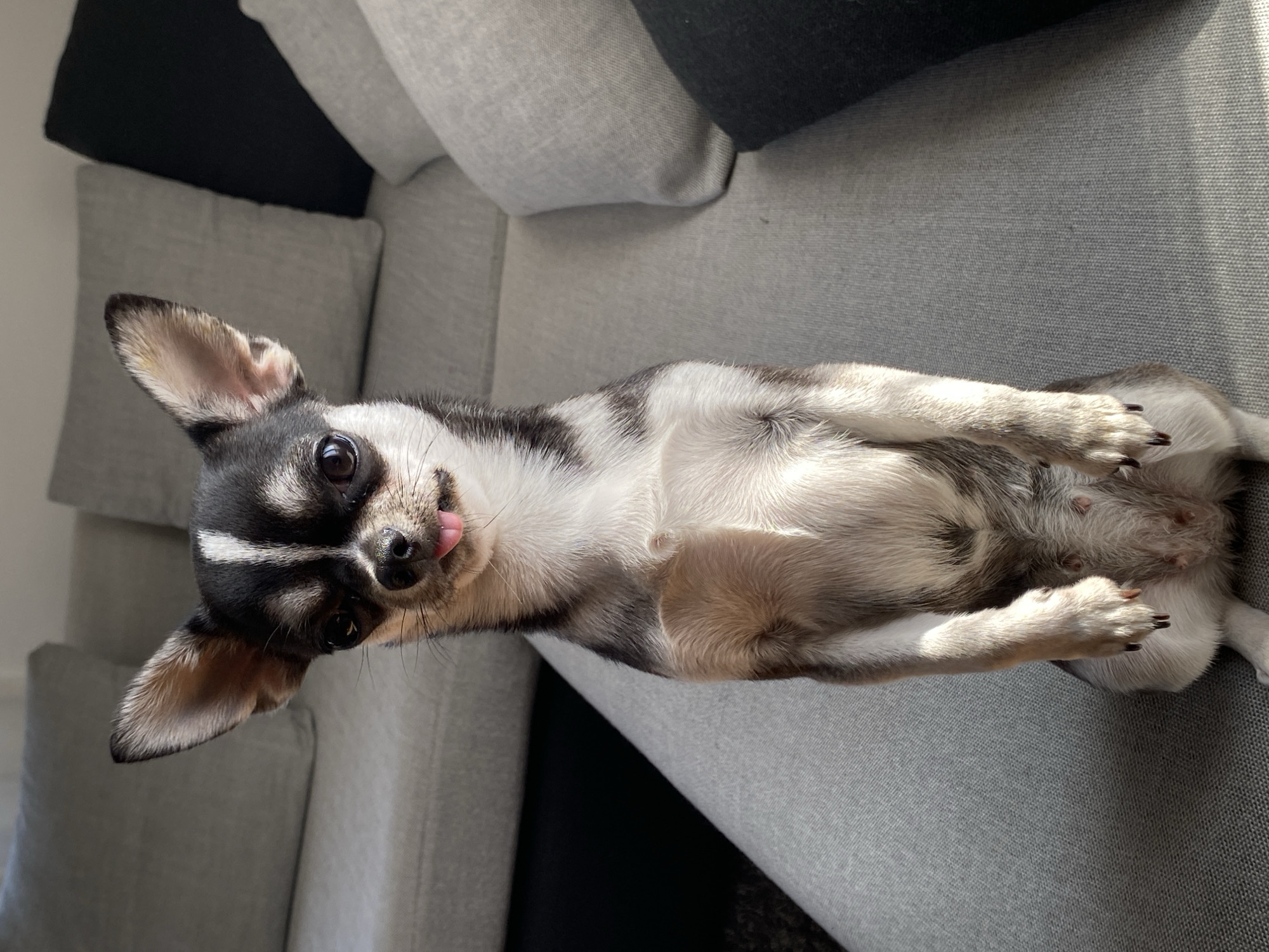 Chihuahua morning in a Kutaisi living room