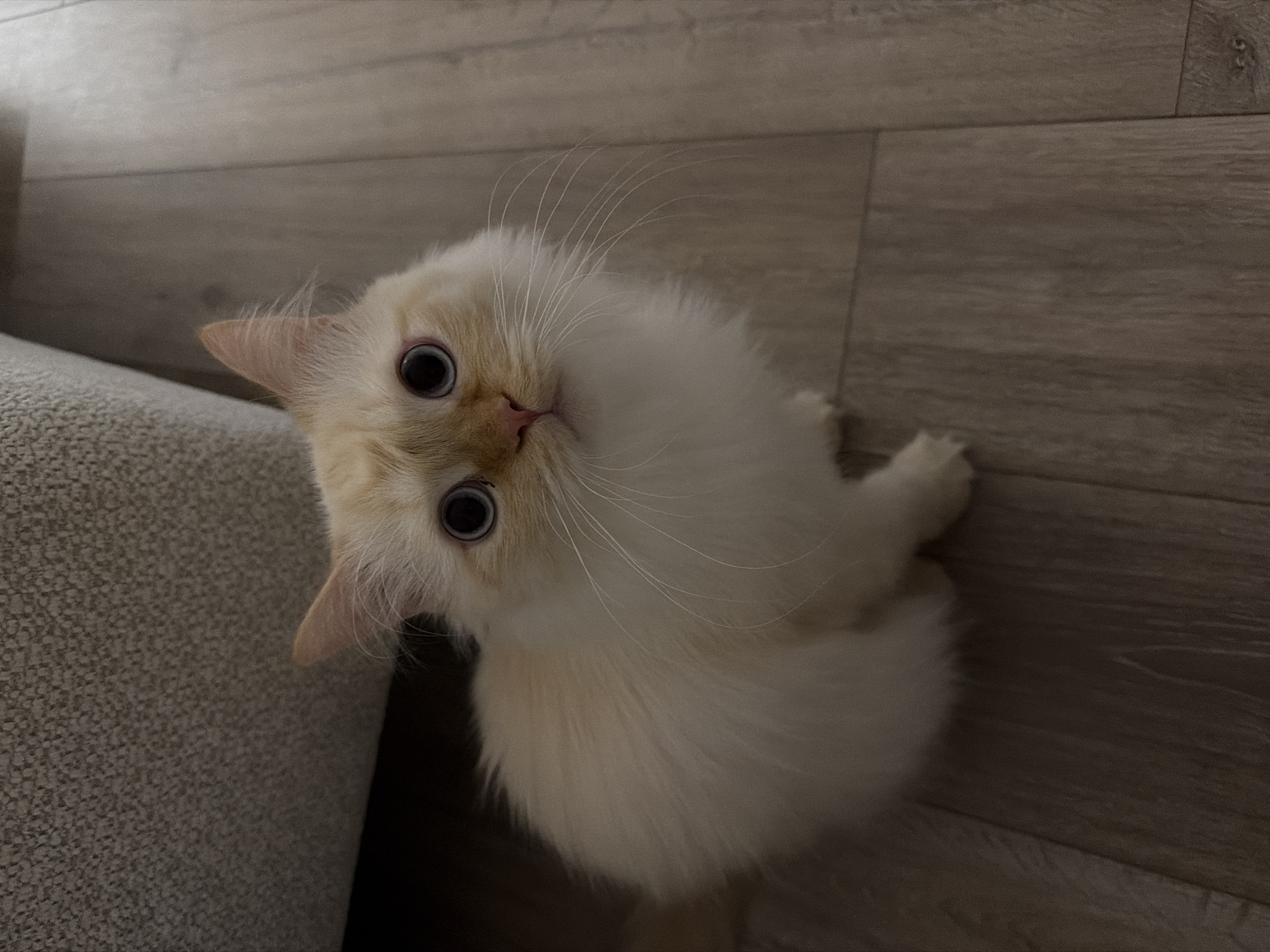 Blue-eyed cat claims the floor and electronics at home
