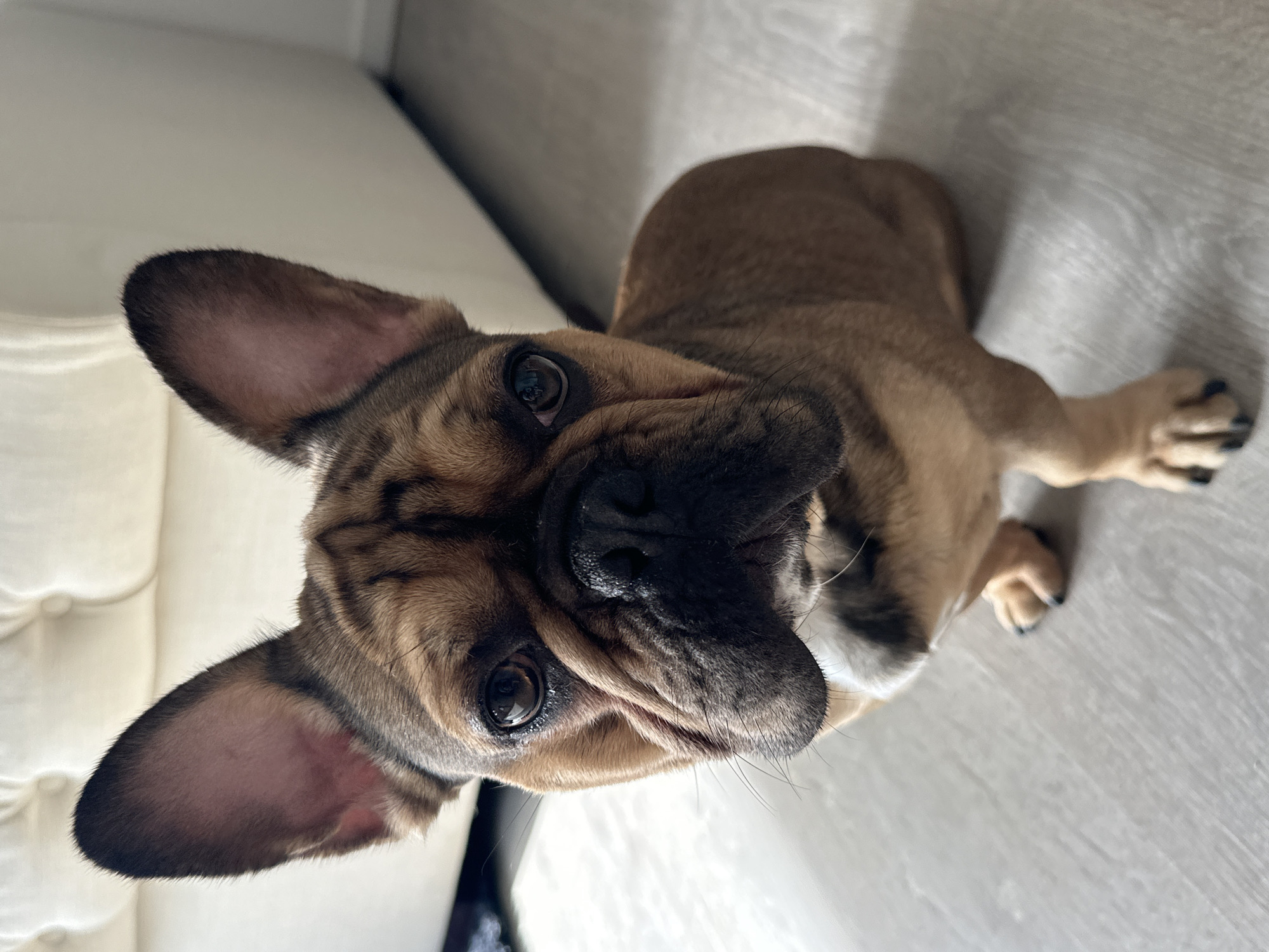 Indoor moments captured in Rotterdam: dog and mirror selfie