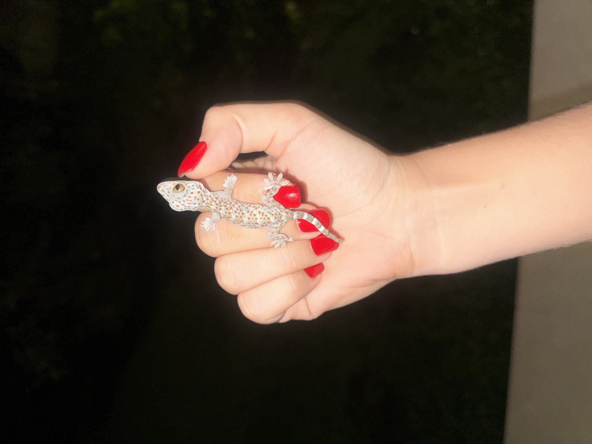 Woman with red nails gently handles spotted gecko in Indonesia