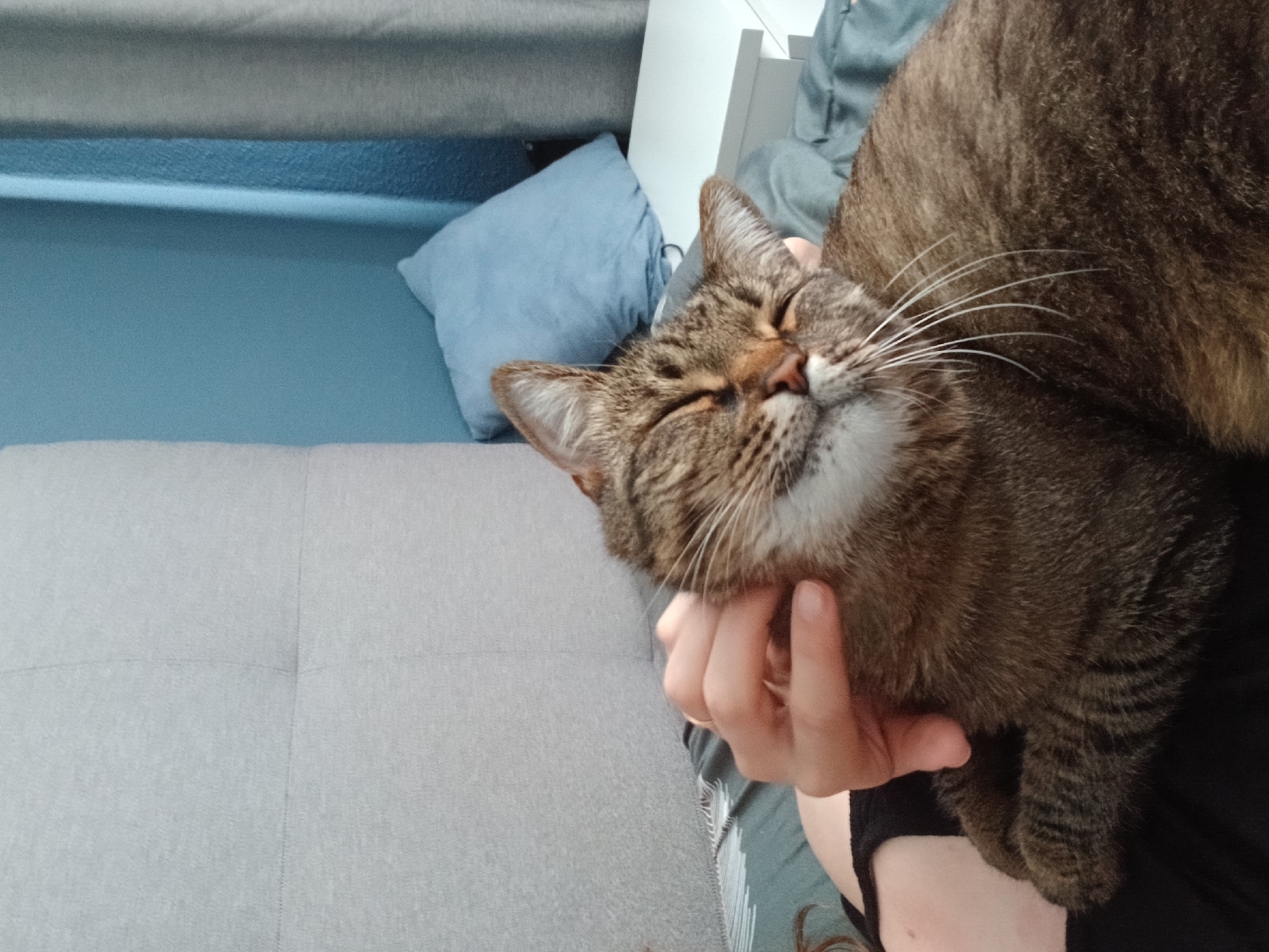 Lazy morning at home: cat, selfies, salad, and a gag gift