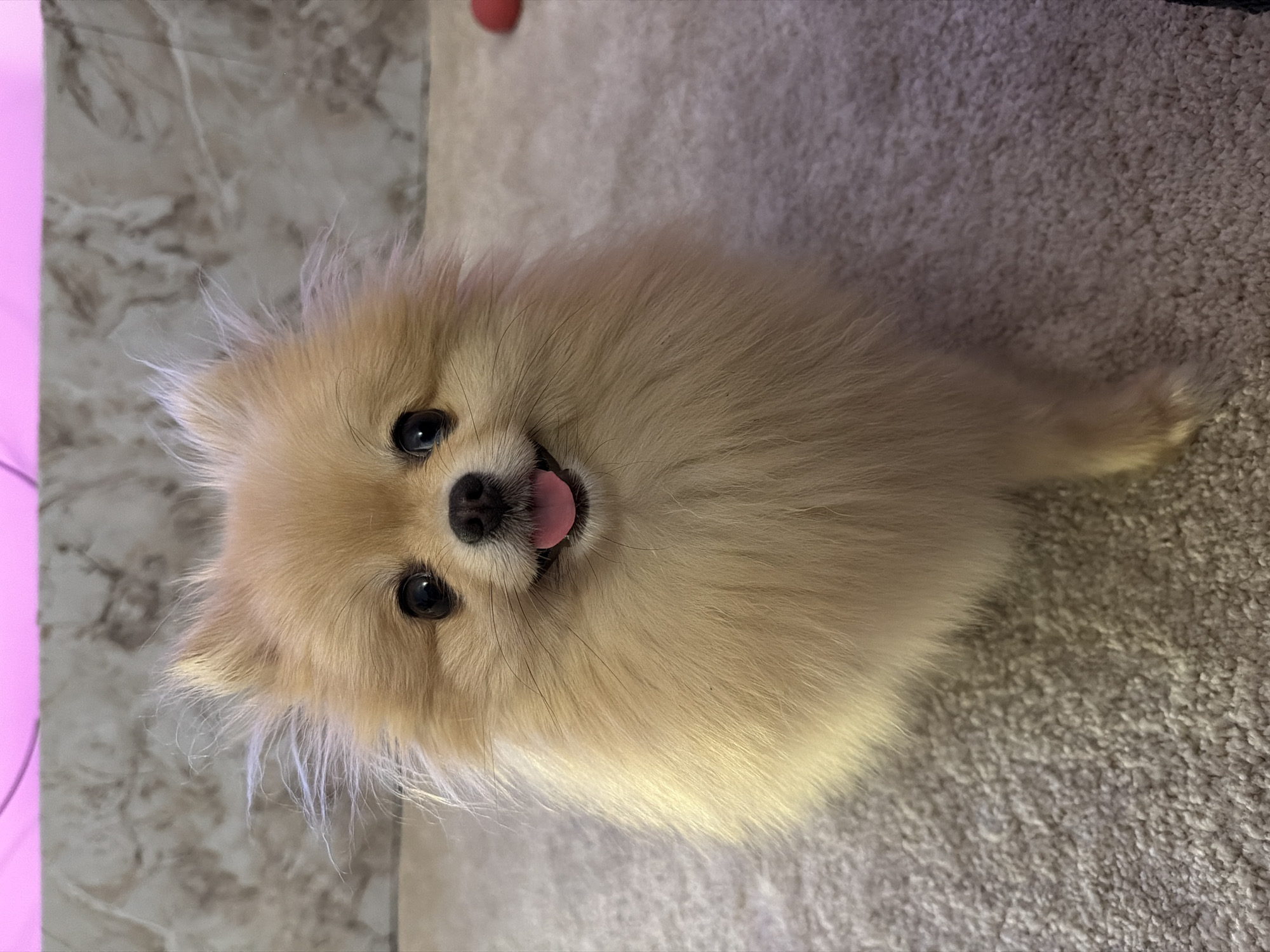 Pomeranian's low-key evening in a Barcelona apartment