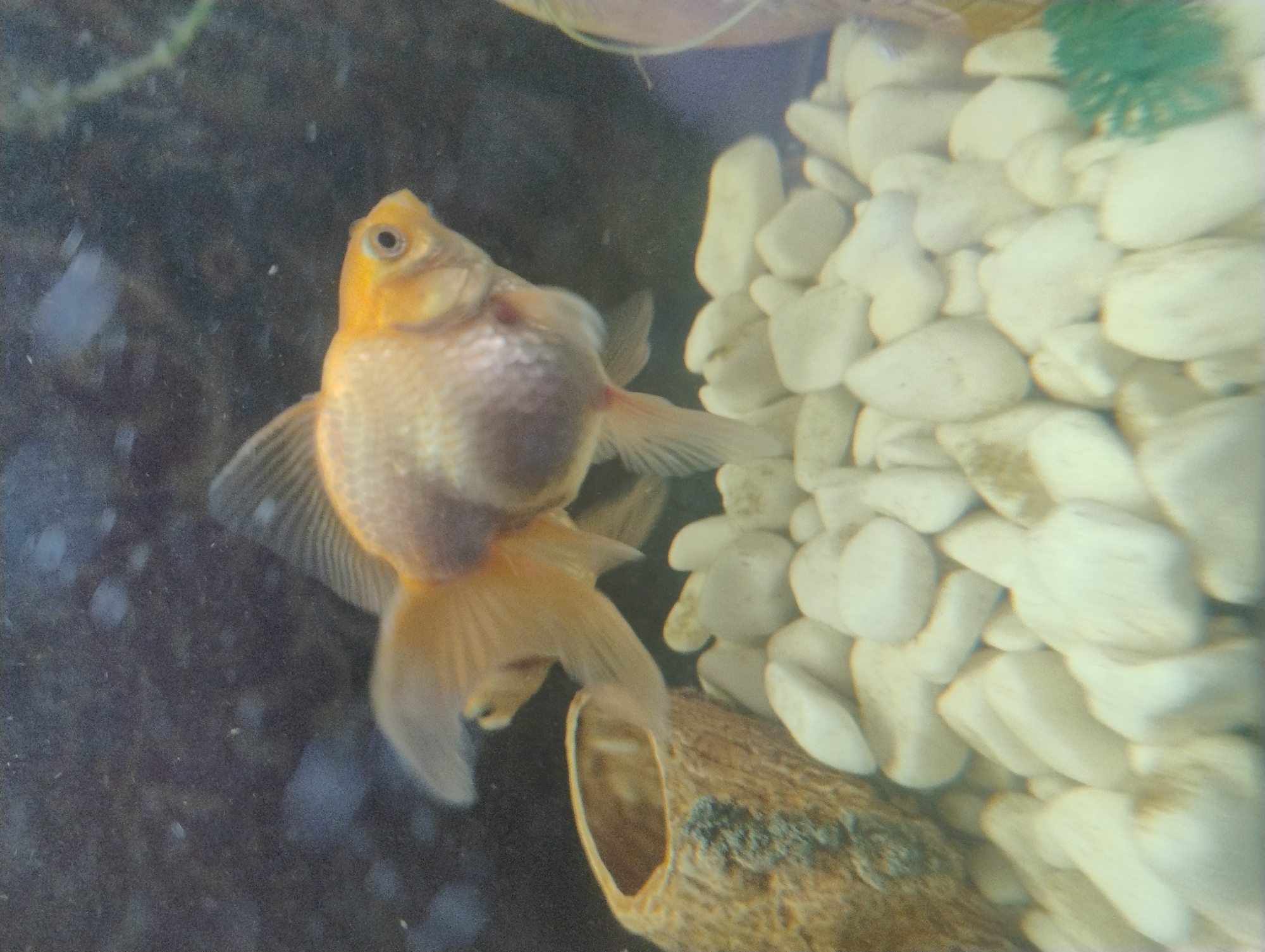 Aquarium life documented in Kropyvnytskyi during afternoon observation session