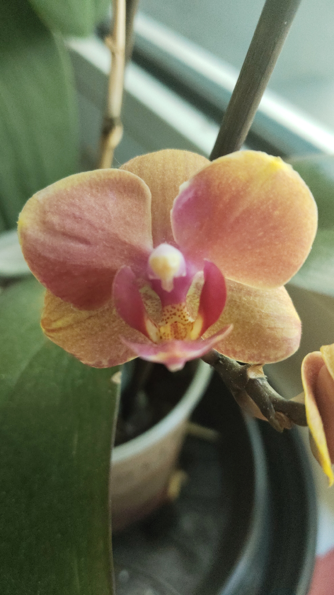 Vienna resident captures quiet morning moments with orchids and greenery