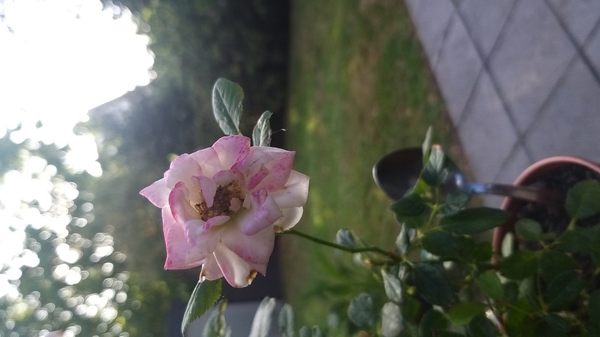 Backyard afternoon: roses, trees, and a wandering pet