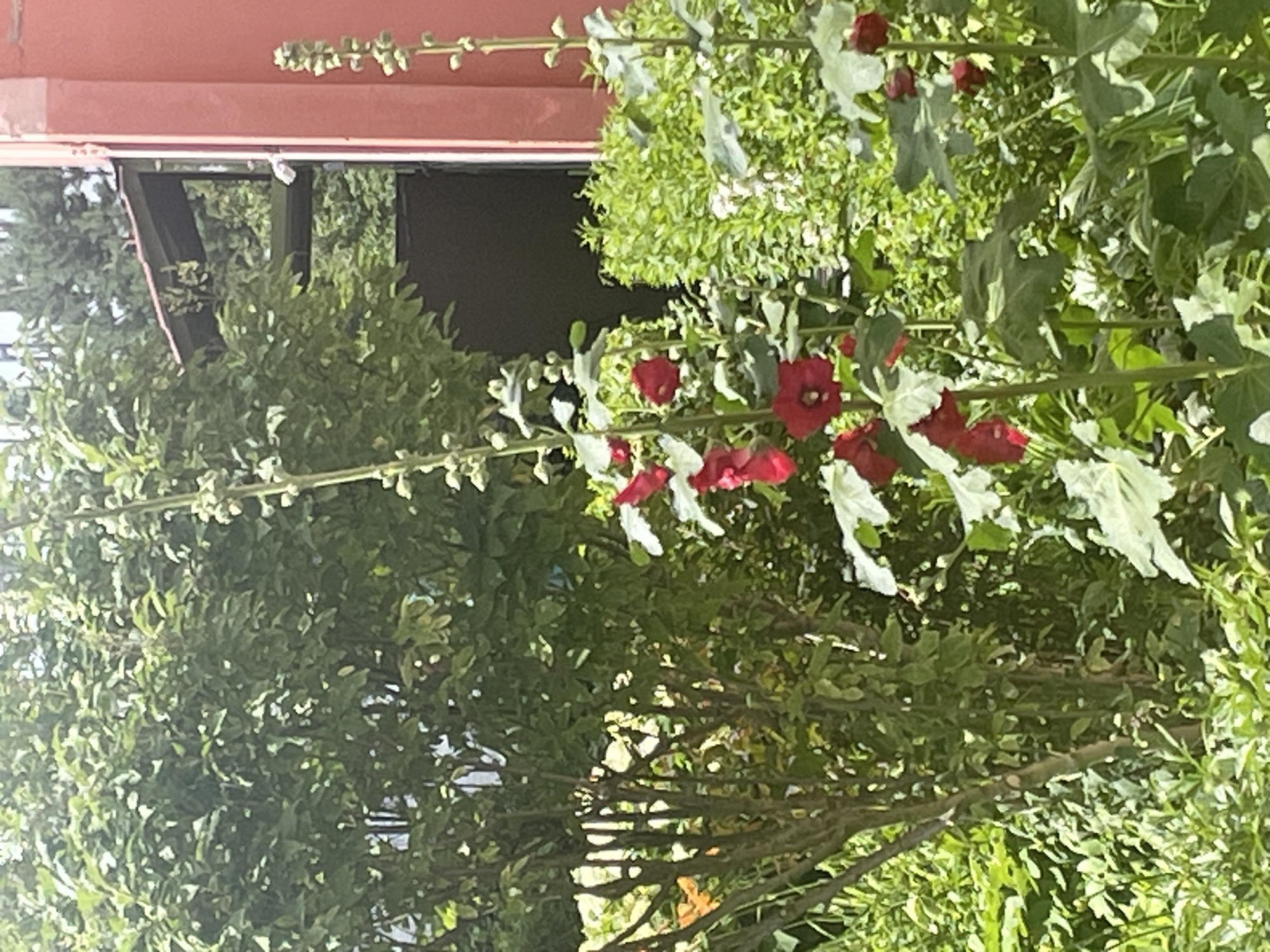 Summer garden plants and park paths in Krasnogorsk