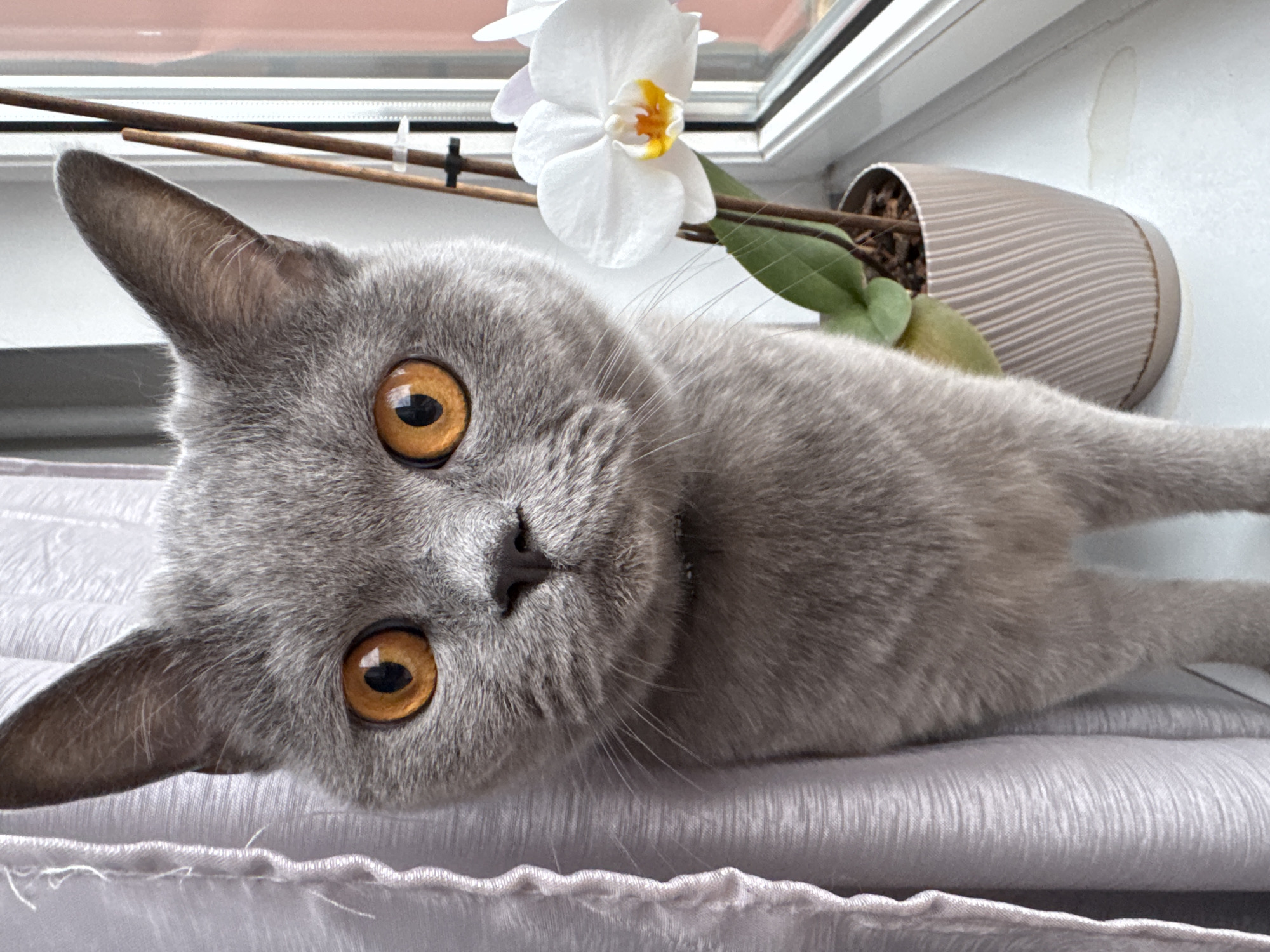 Cats on a windowsill in Zielona Góra, watching the world outside.
