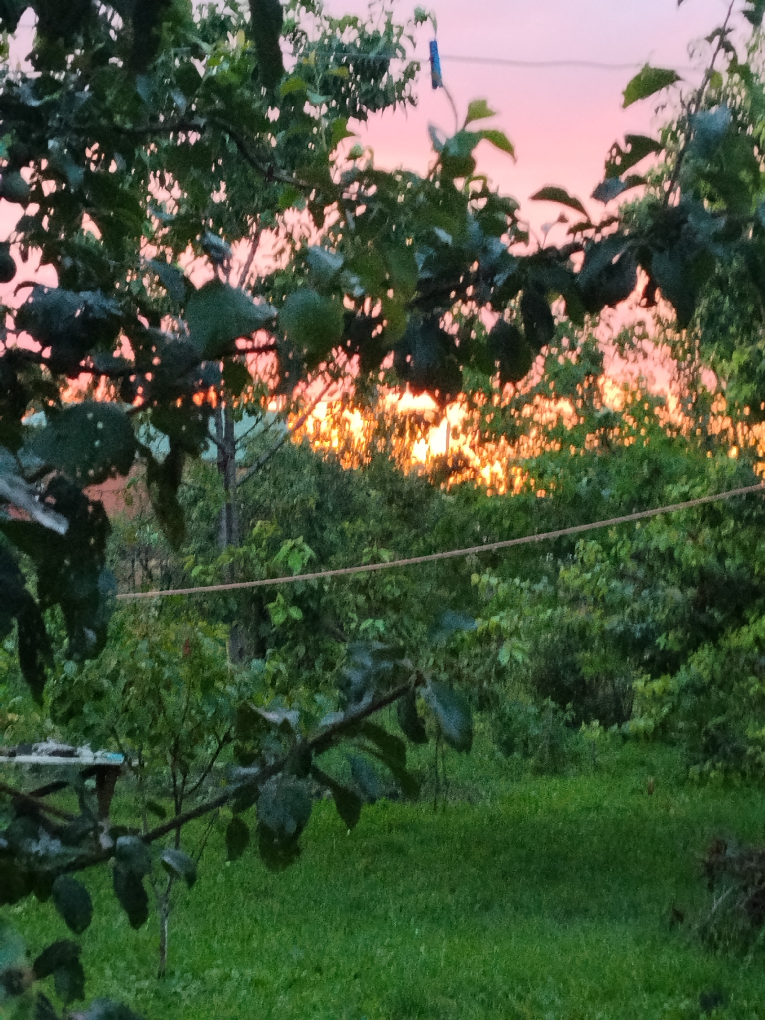 Sunset fading through tree branches, sky shifting pink to orange