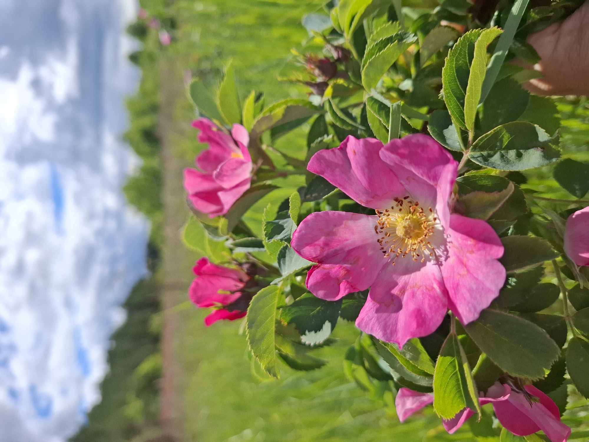 Spring wildflowers and forest paths documented in rural Russia