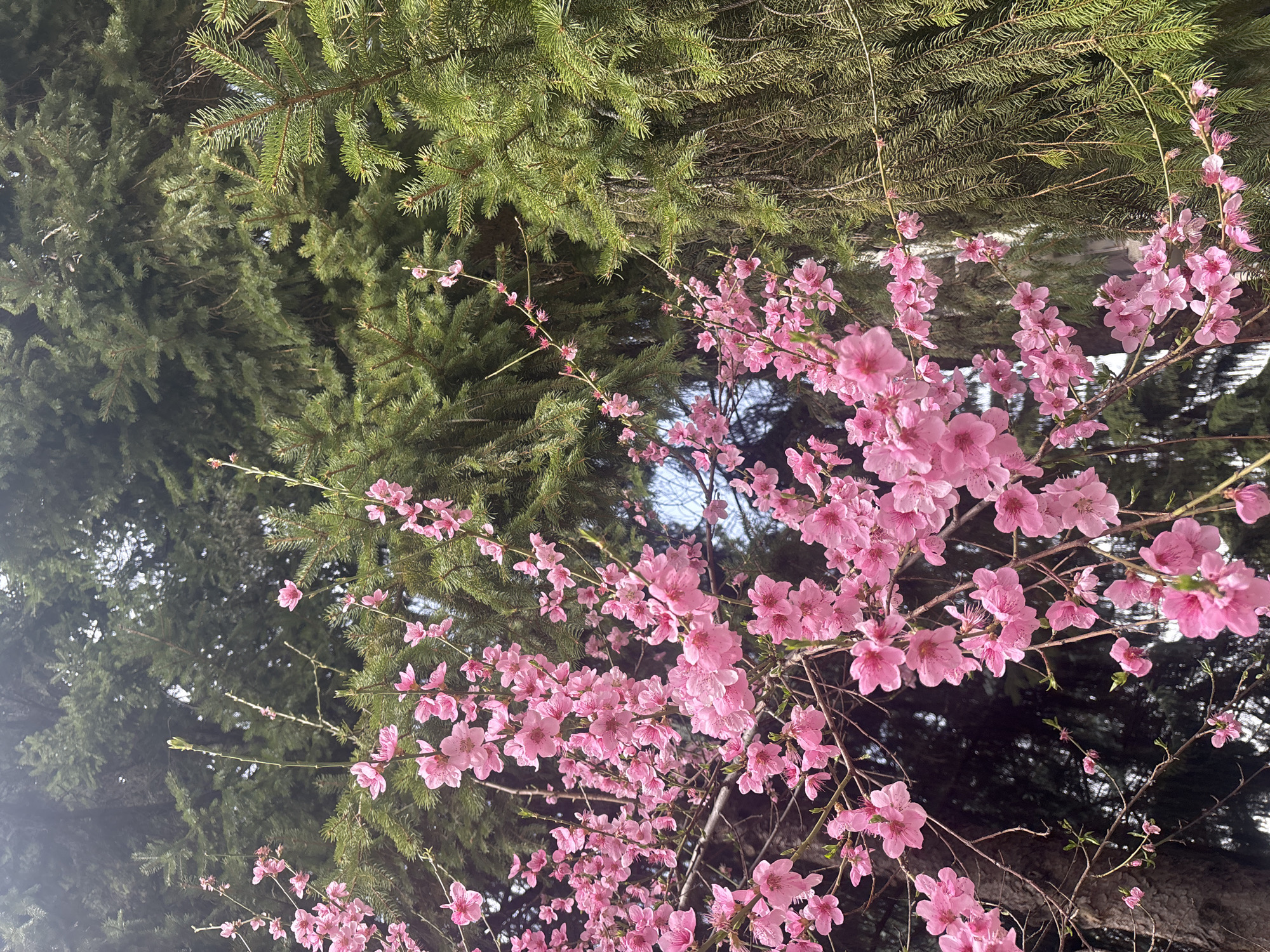 Spring blossoms photographed in Troyan, Bulgaria