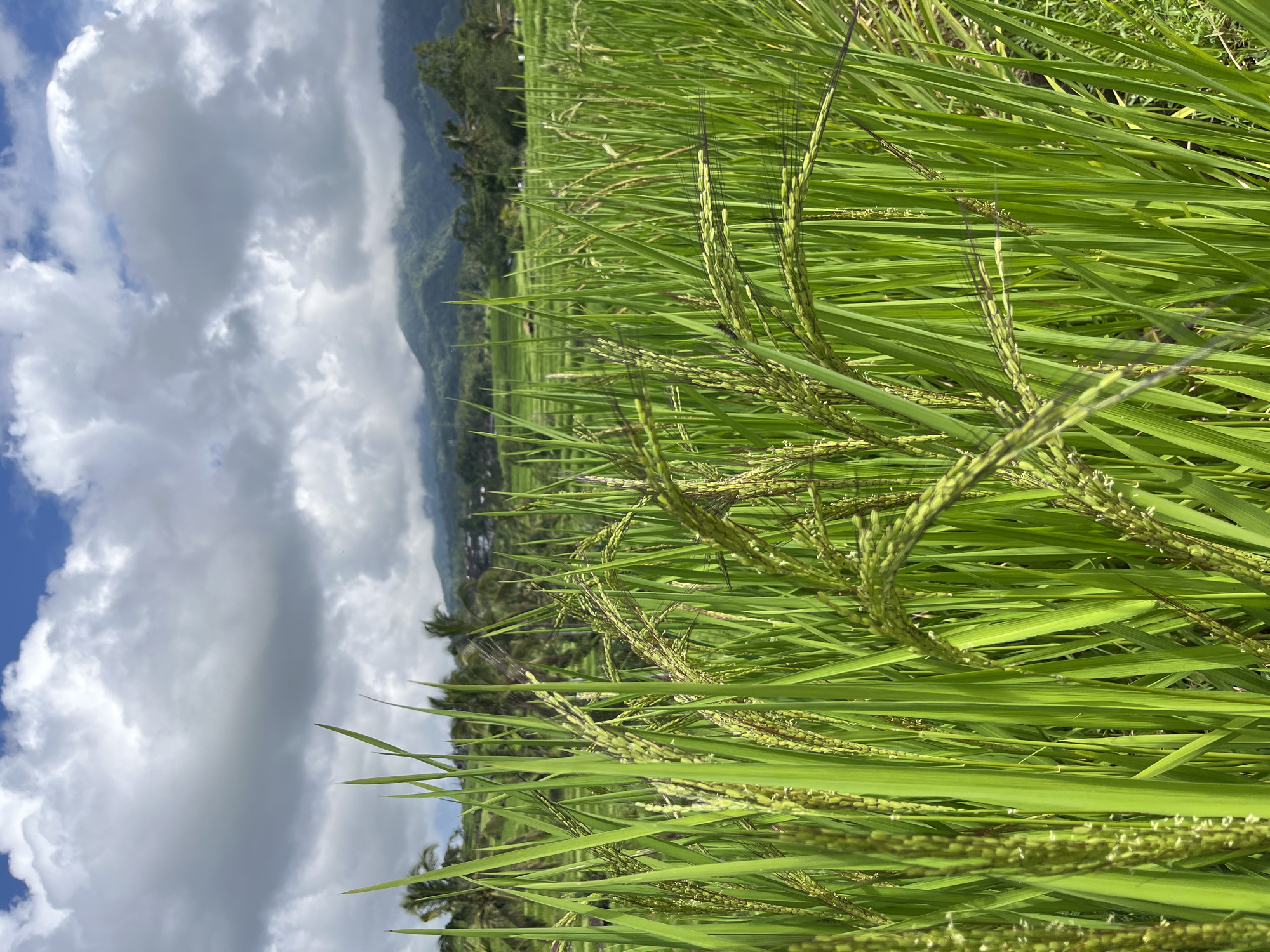Early morning scenes from Penebel rice terraces include masked figure