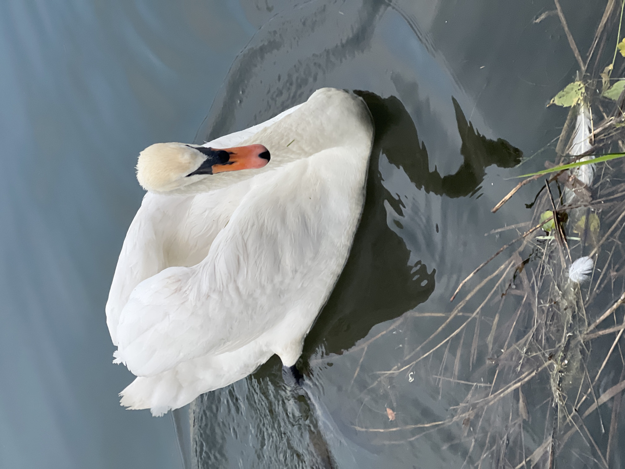 Swans observed swimming in Mendeleyevsk waterways during afternoon hours