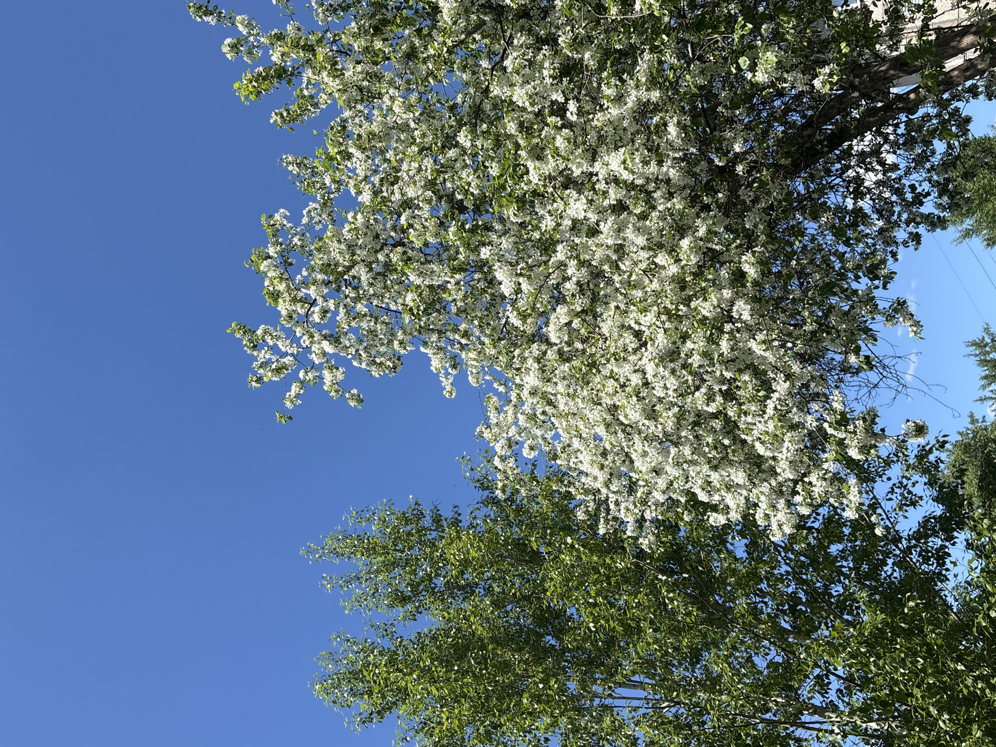 Morning observations capture flowering trees and urban graffiti