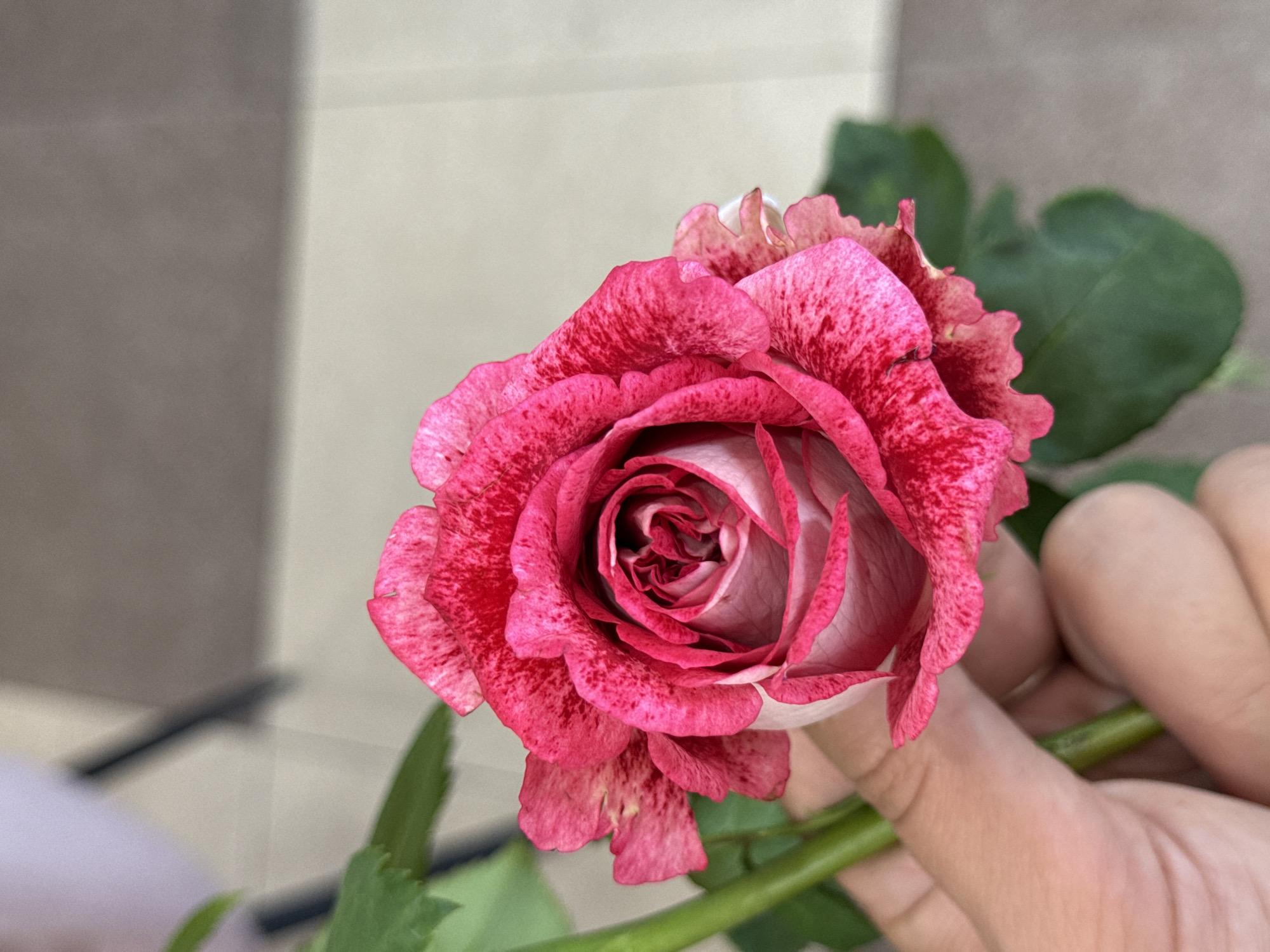 A pink rose, up close, inside a flower shop