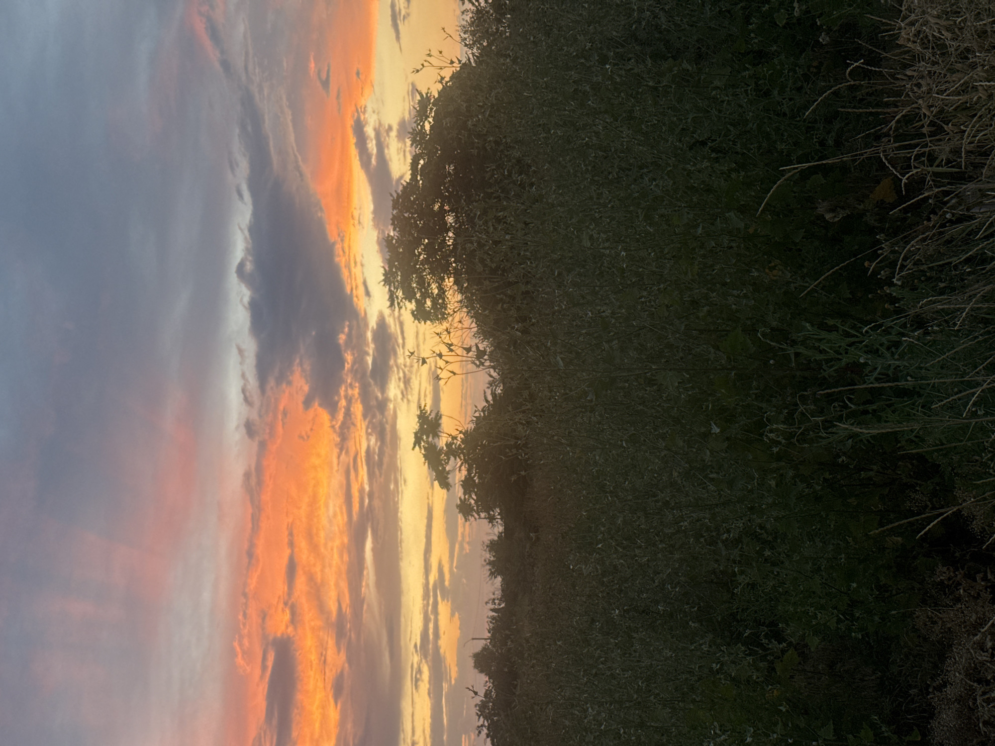 Sunset over Avanhard fields, with a bus passing through