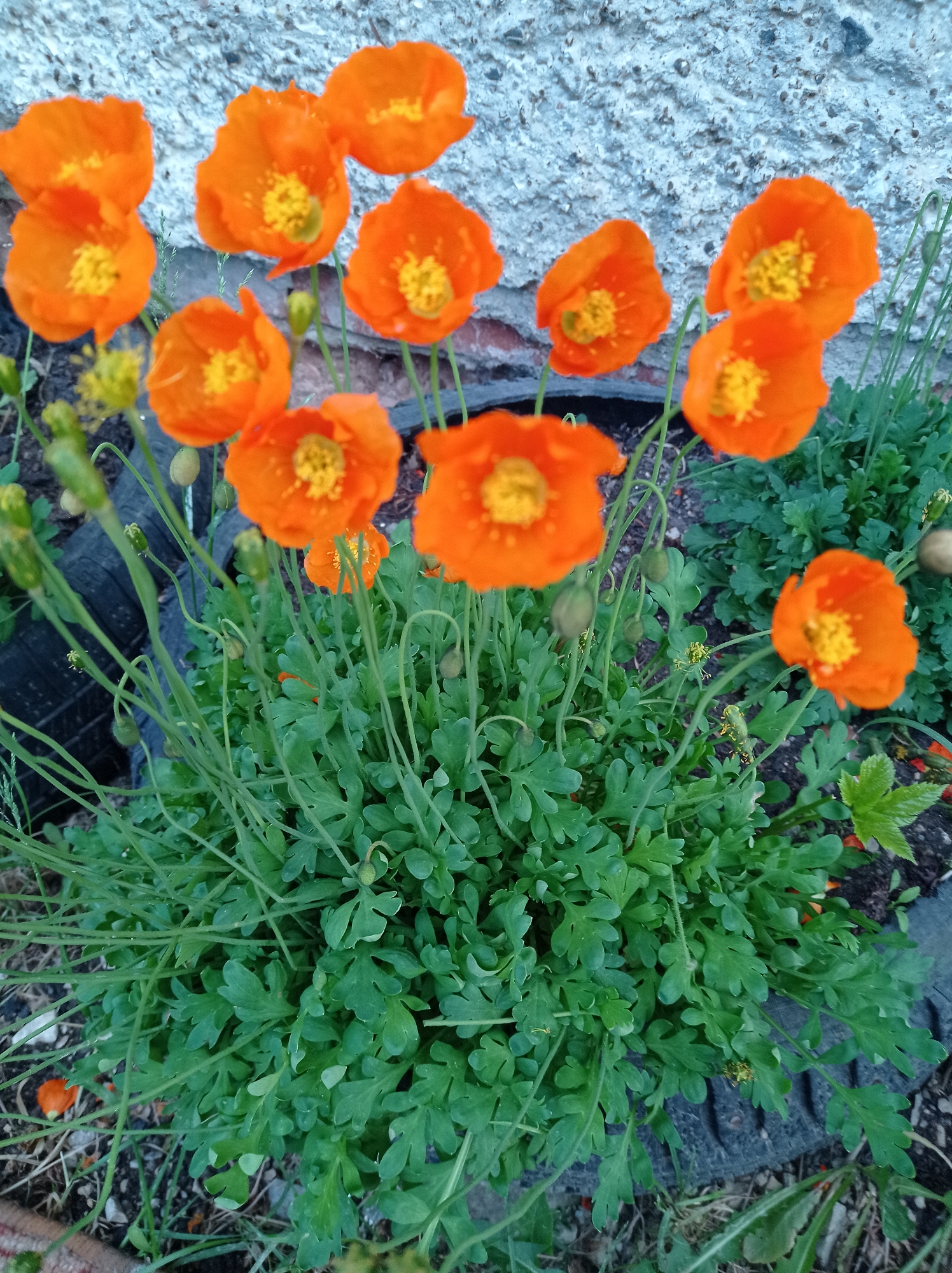 Spring bloom and wildlife documented across Degtyarsk, Russia