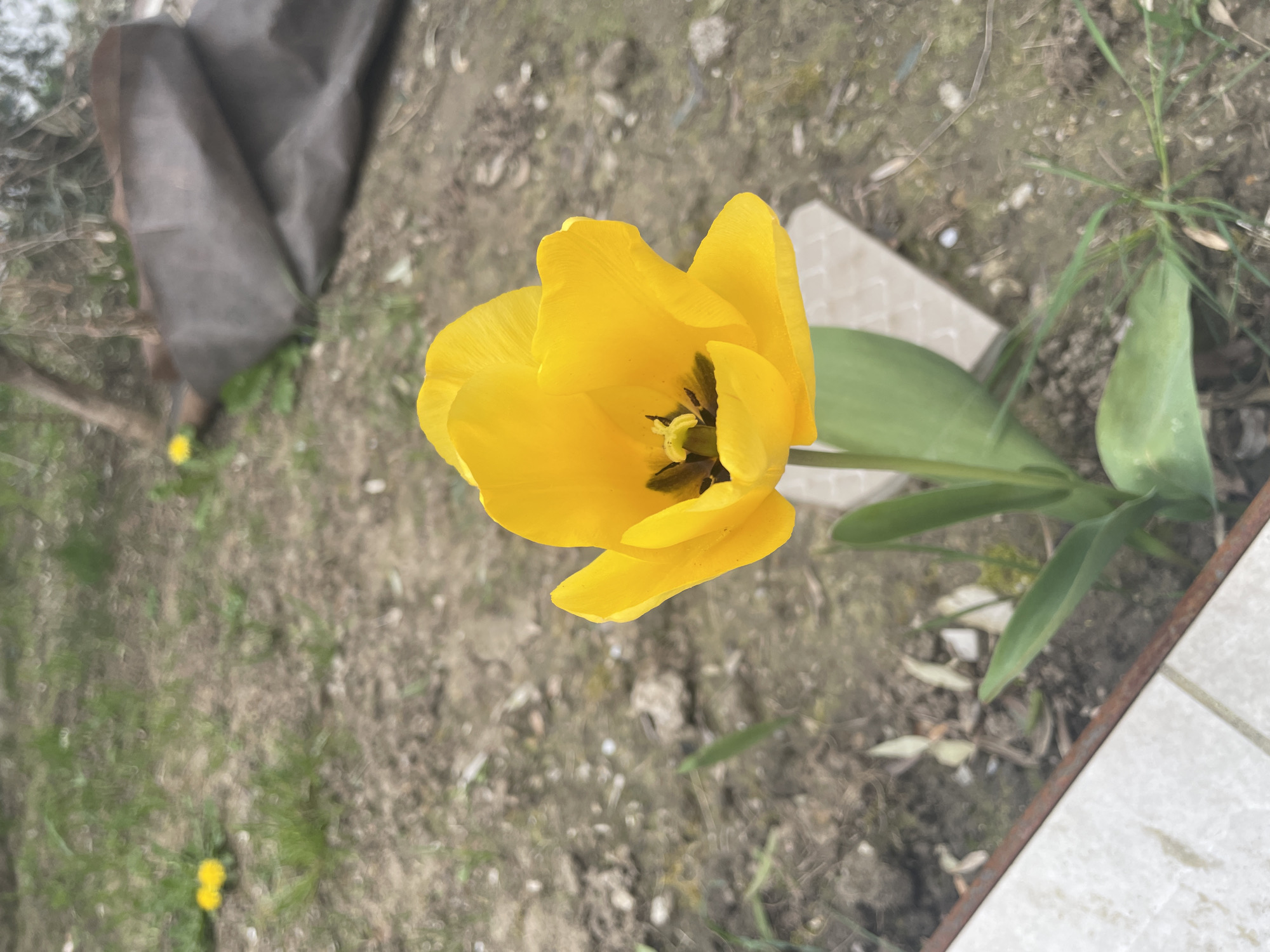 Spring flowers and household decorations captured in casual moments