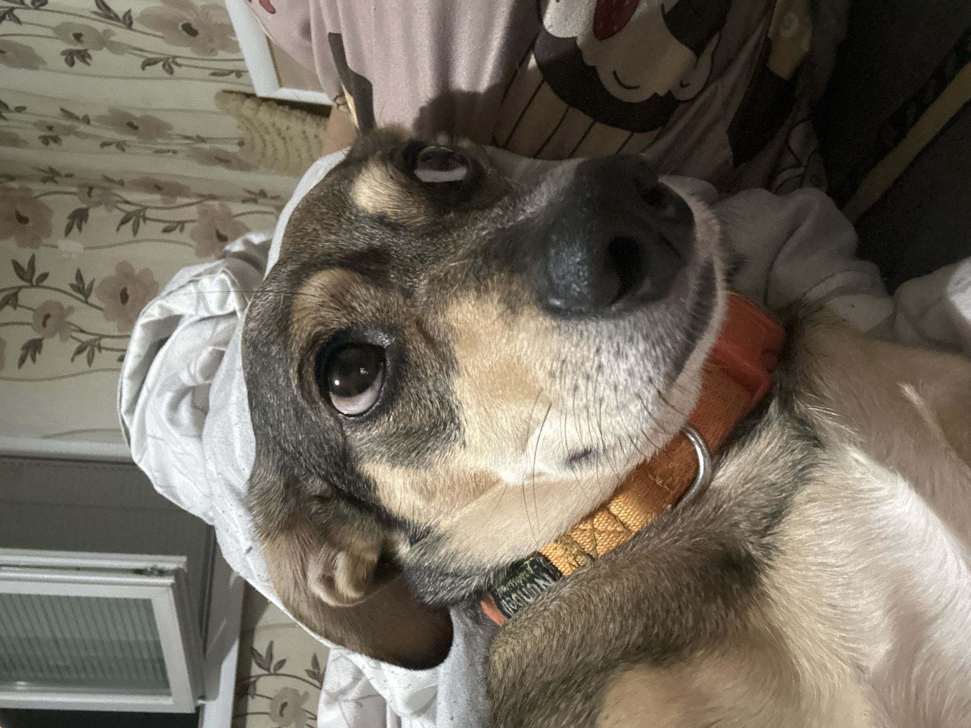 Dog in orange collar owns the bed completely