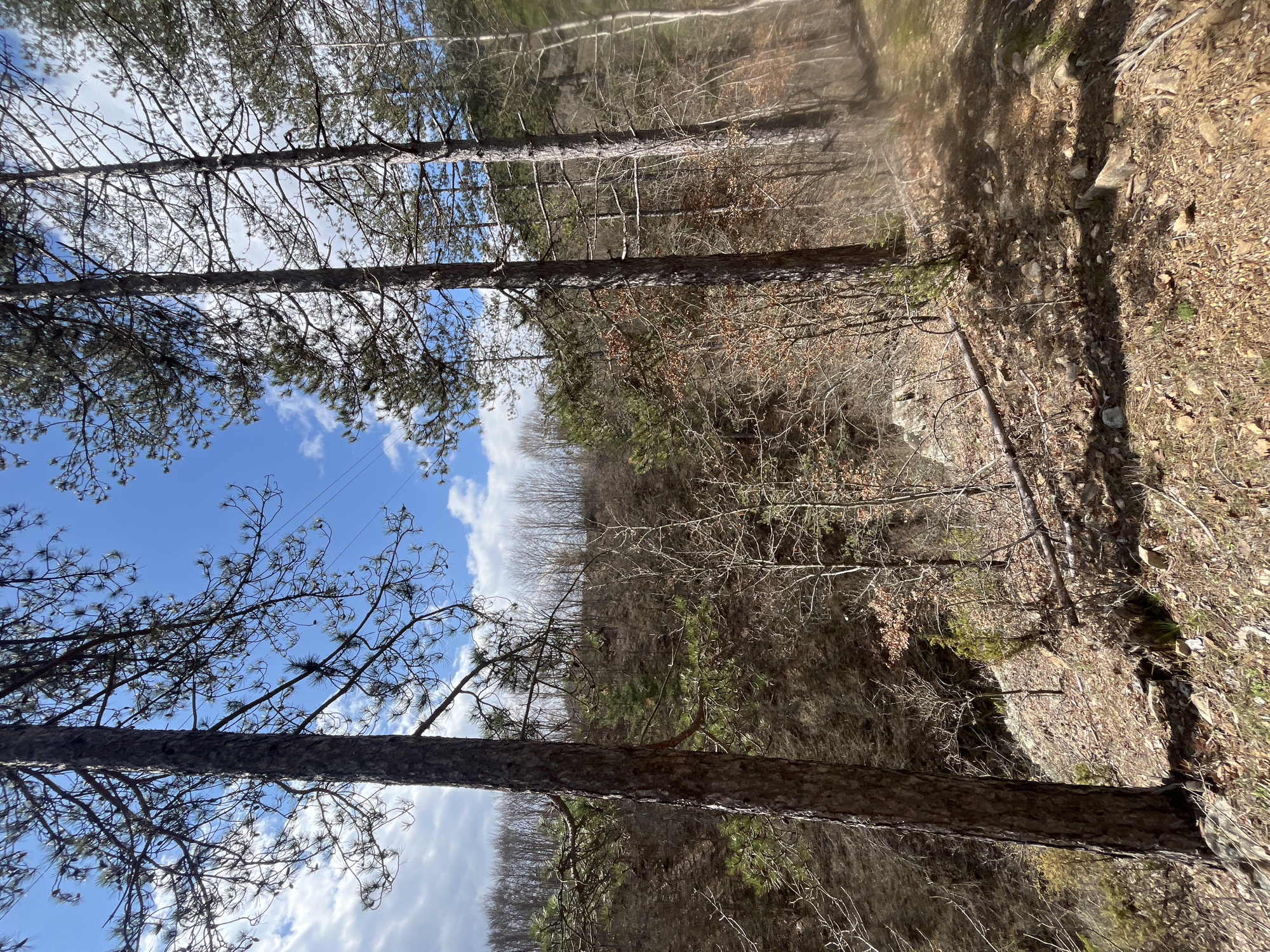 Morning forest hike documented near Srednogortsi, Bulgaria