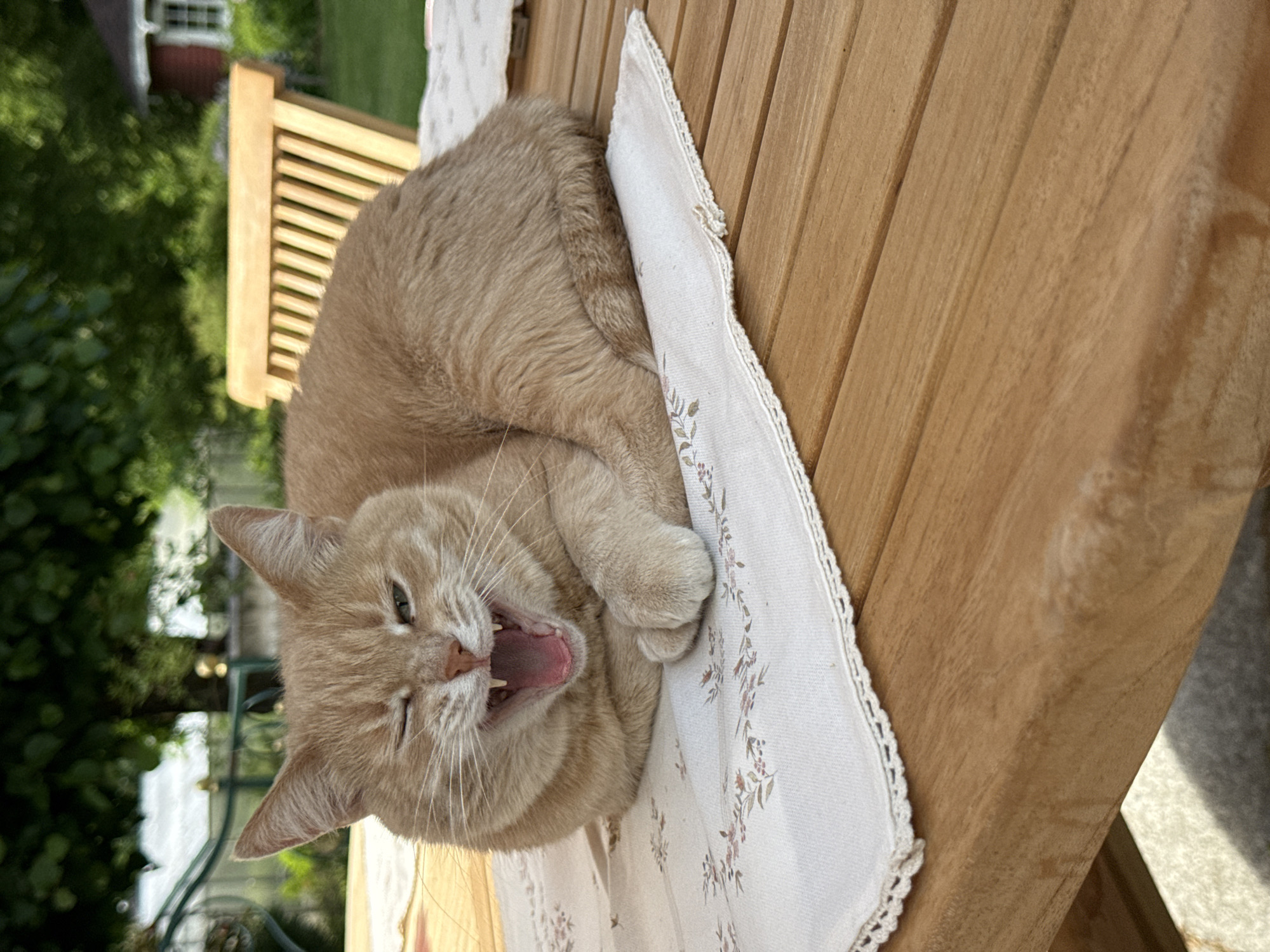 Cat yawns, garden viewed in quiet Sapronovo moment