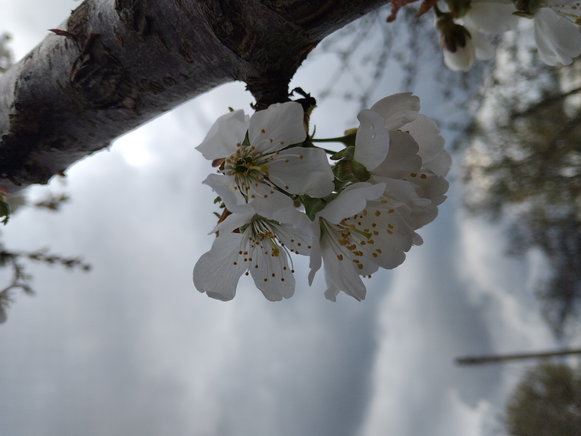 Spring blossoms captured in full bloom in Bulgaria