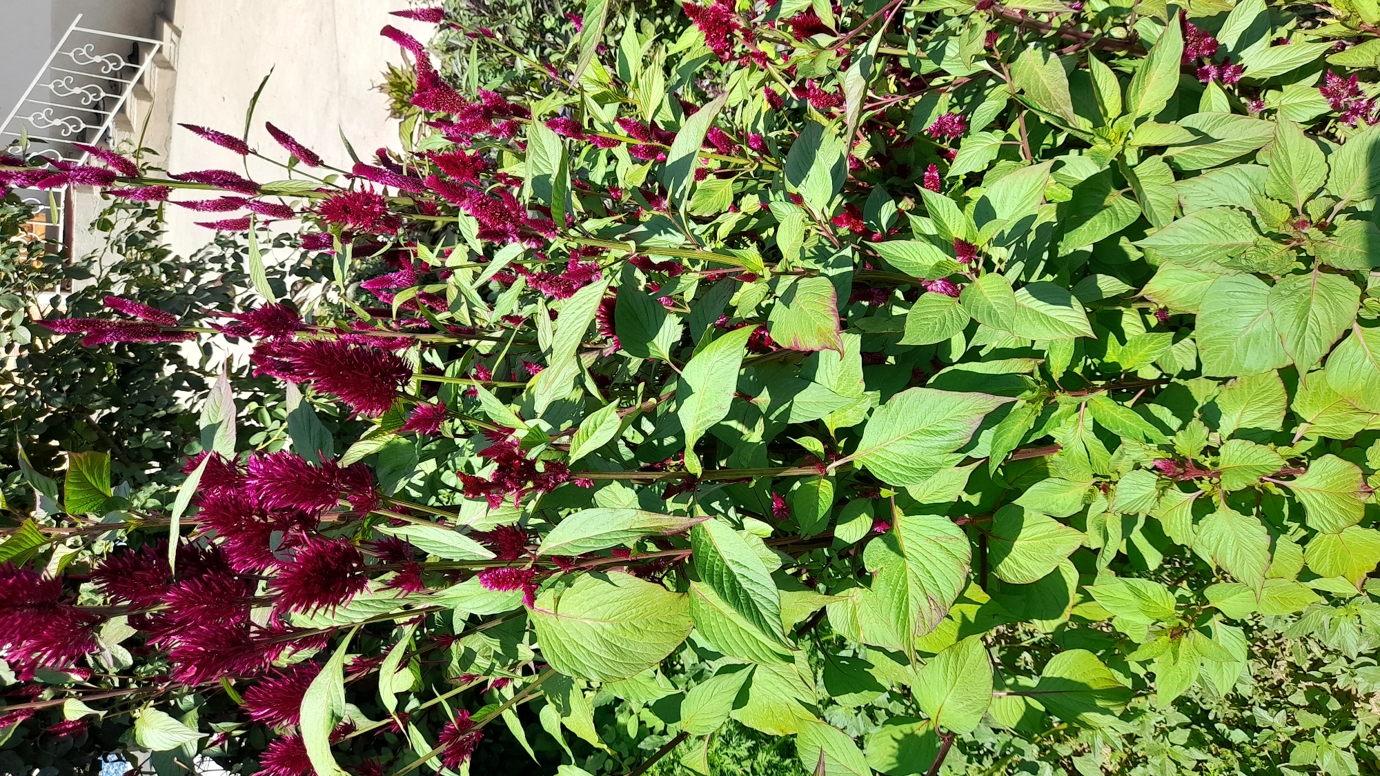 Garden plants, poolside scenes, and textile displays with a tally counter
