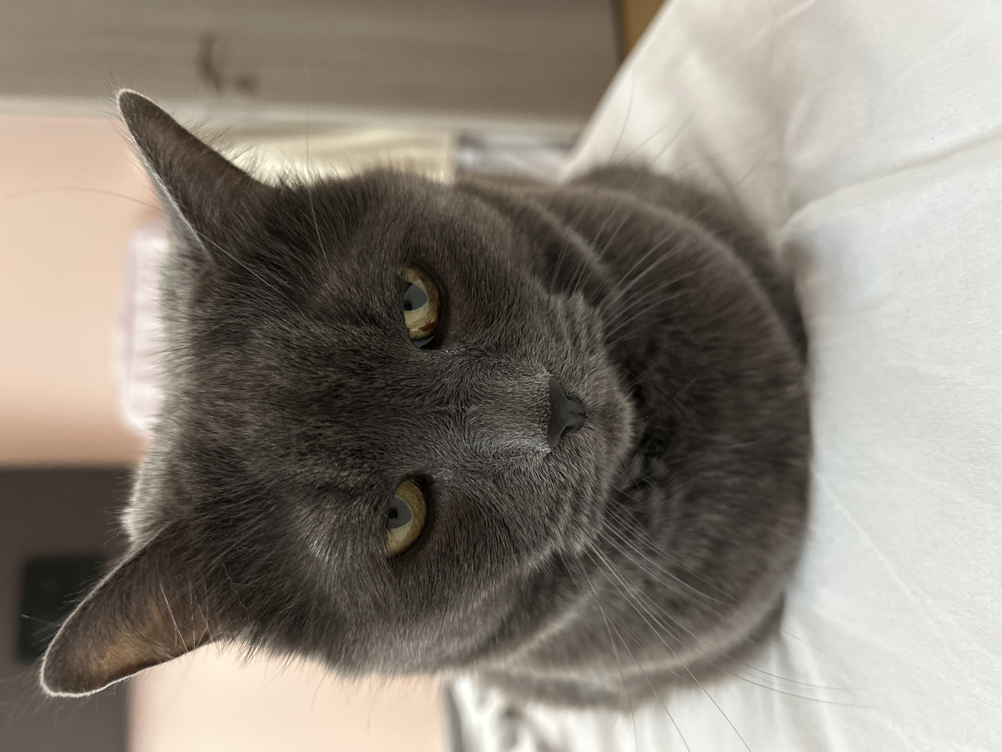 Gray cat spotted in multiple indoor locations in Veliko Tarnovo