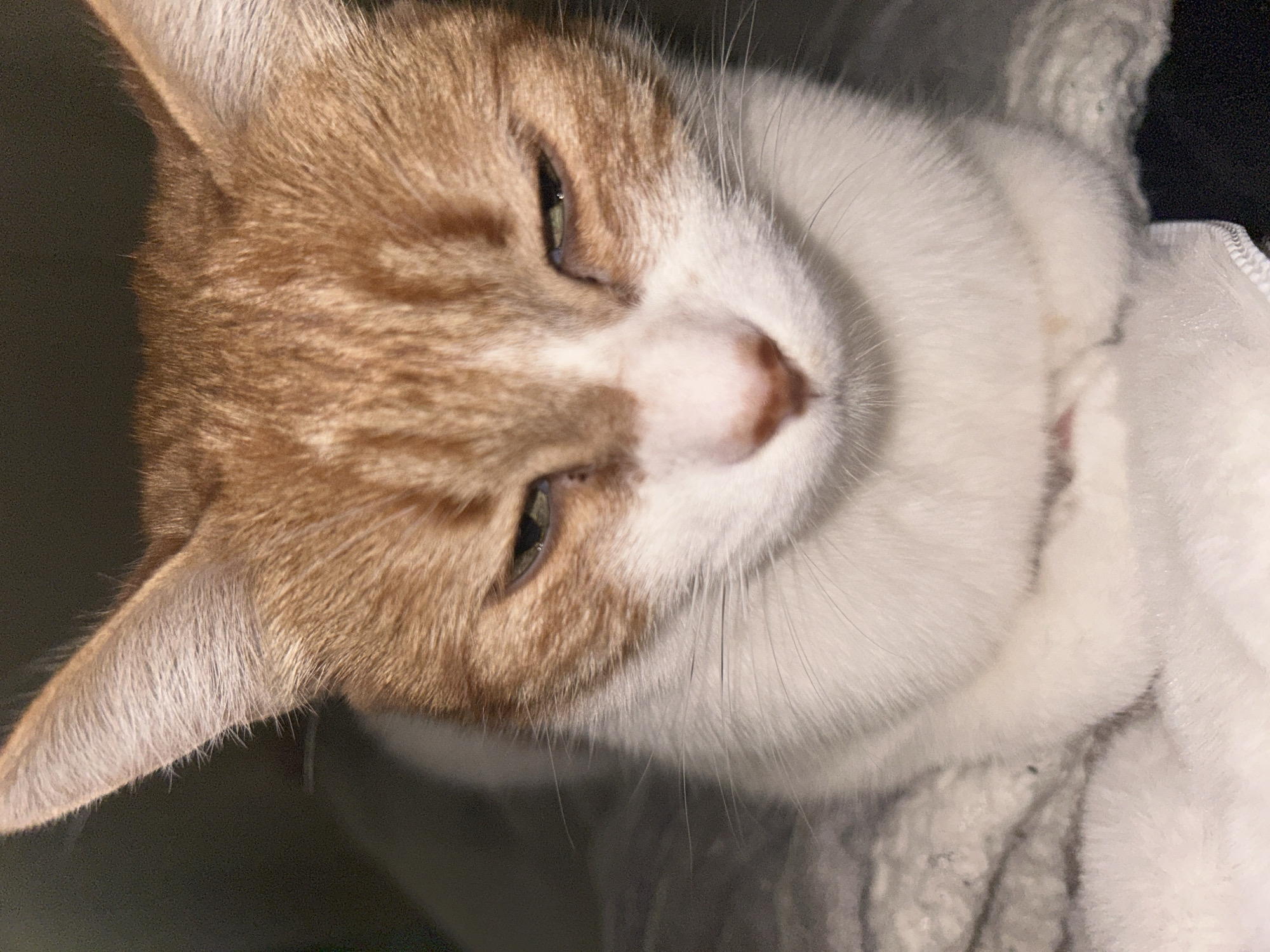 Orange cat enjoys afternoon petting session in Buenos Aires