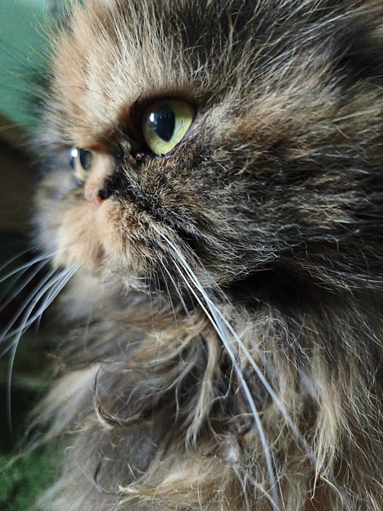 A day in the life of a very photogenic house cat