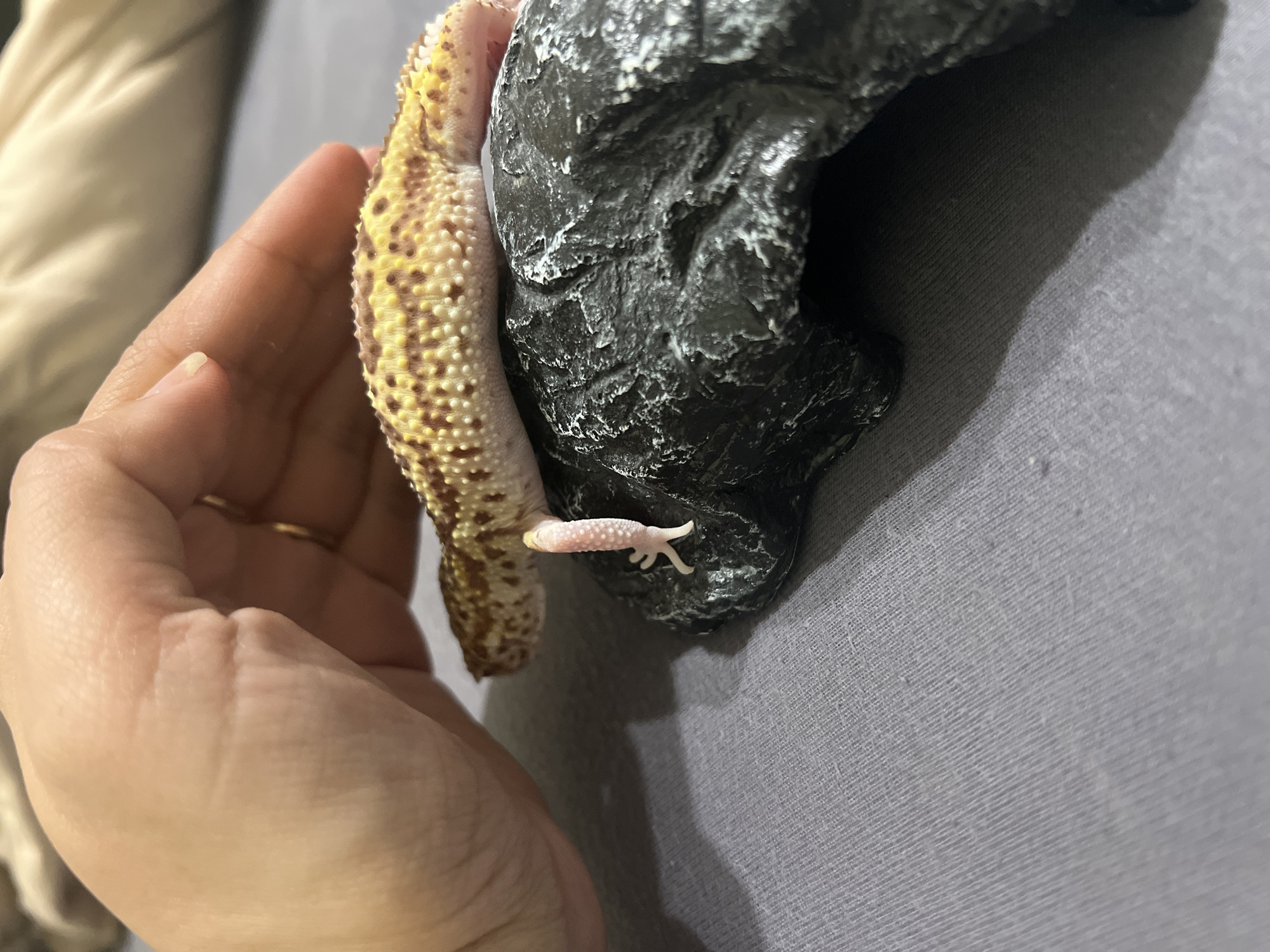 Pet owner documents leopard gecko care session in Russia