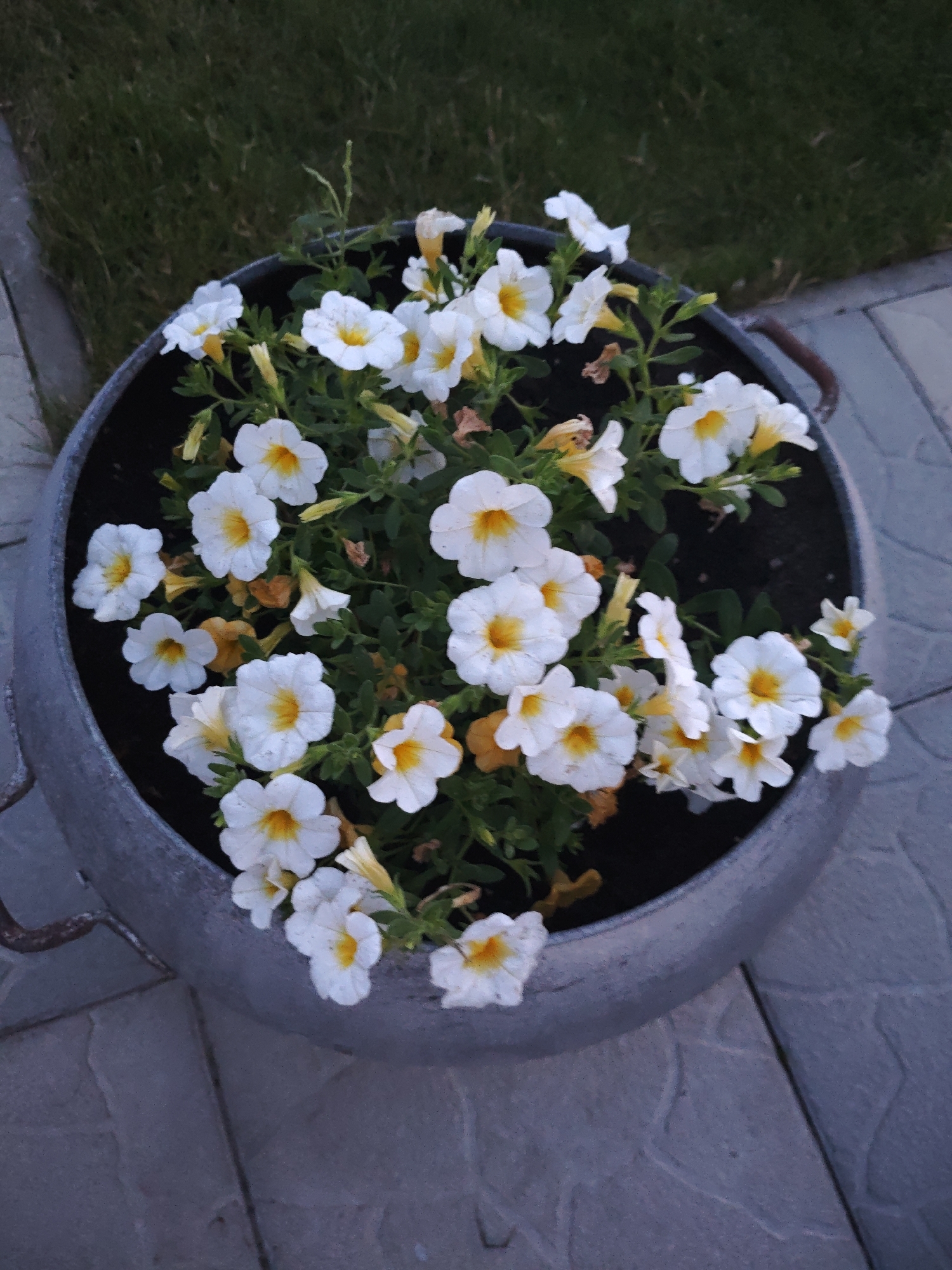 A residential garden in Skidzieĺ, full of summer bloom