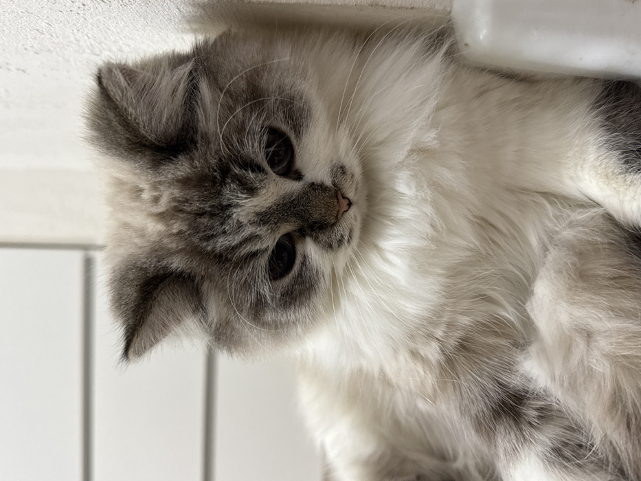 Woman photographs herself with cats in Rostov apartment